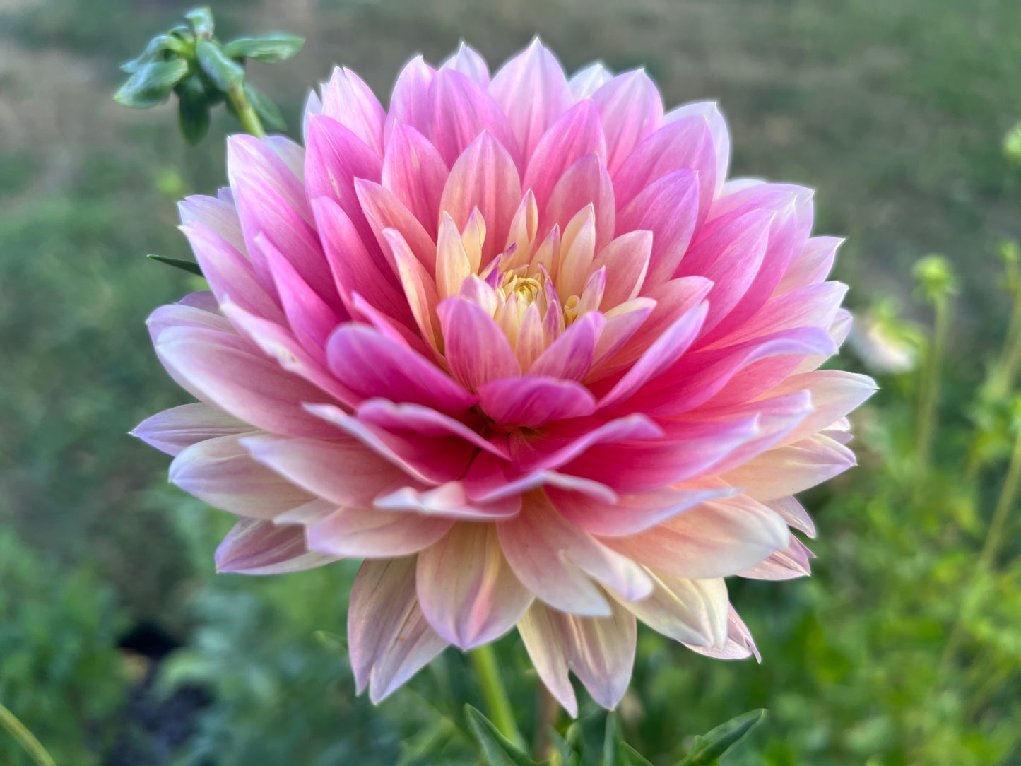 HOLLYHILL MONET - Rooted Cutting