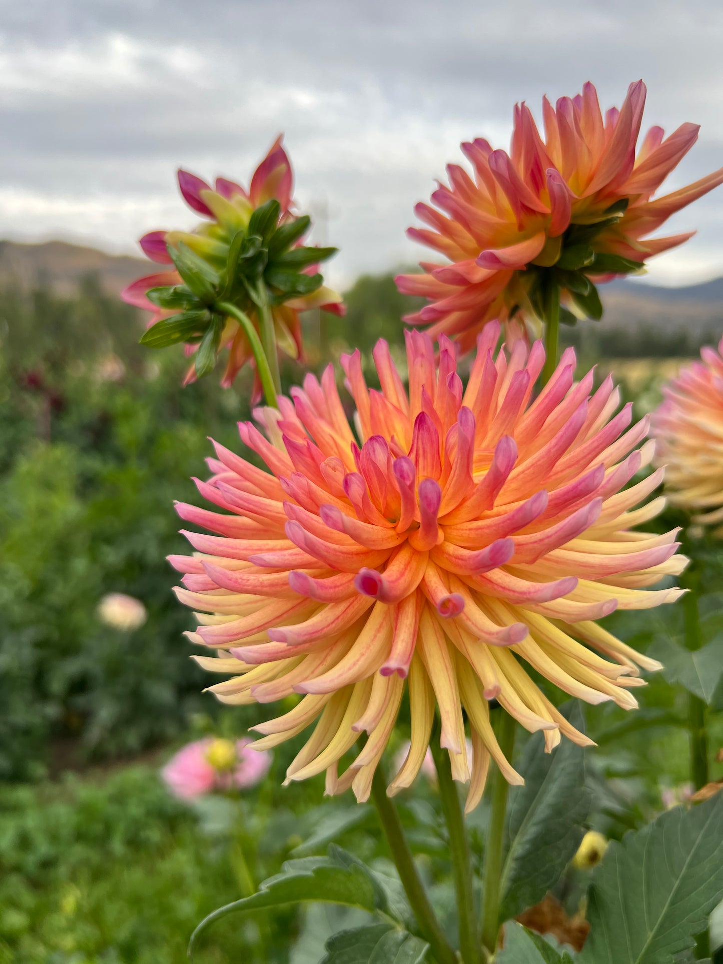 REDWOOD HONEYBEE - Rooted Cutting