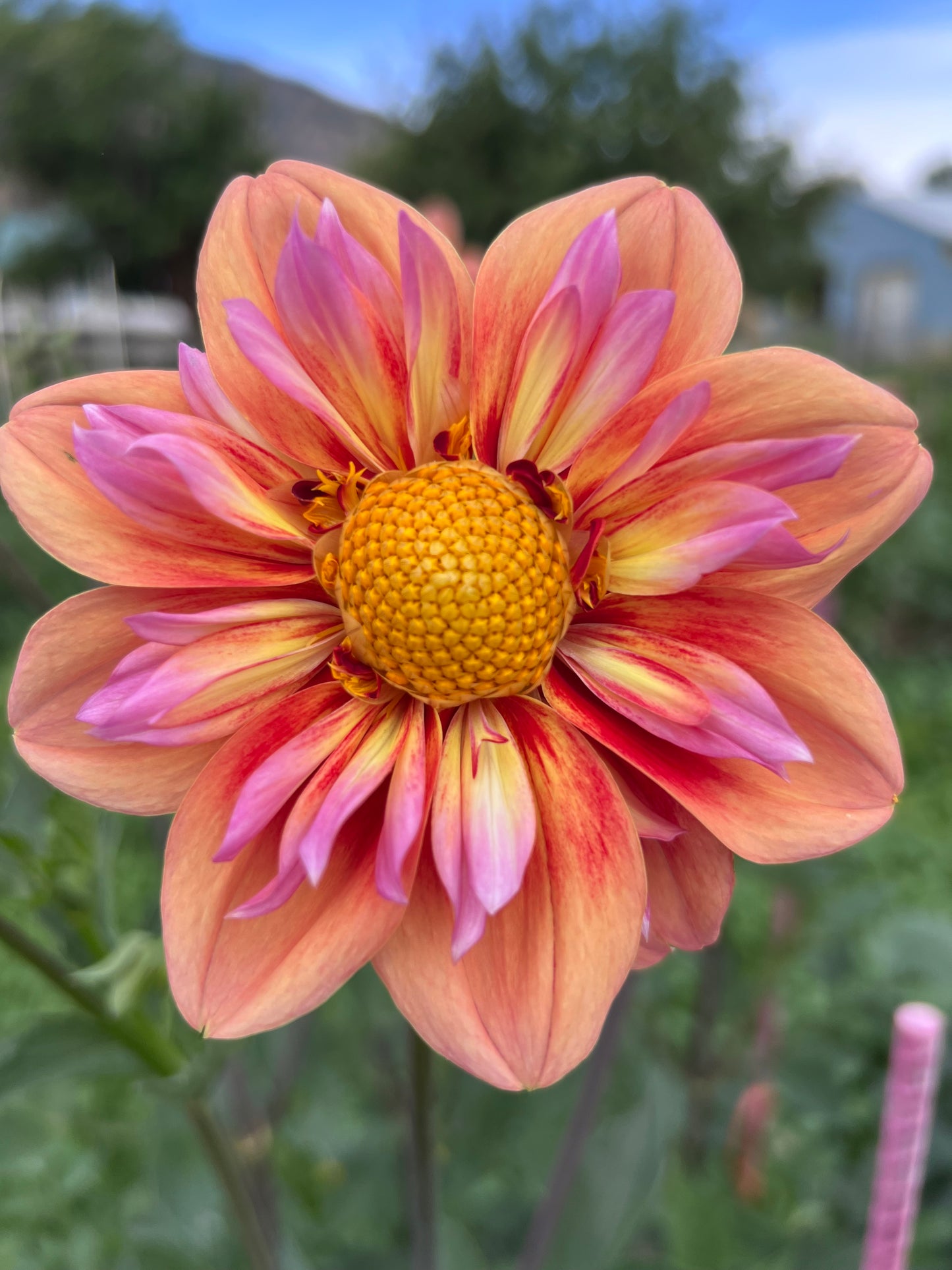 ORANGE HYPE - Rooted Cutting