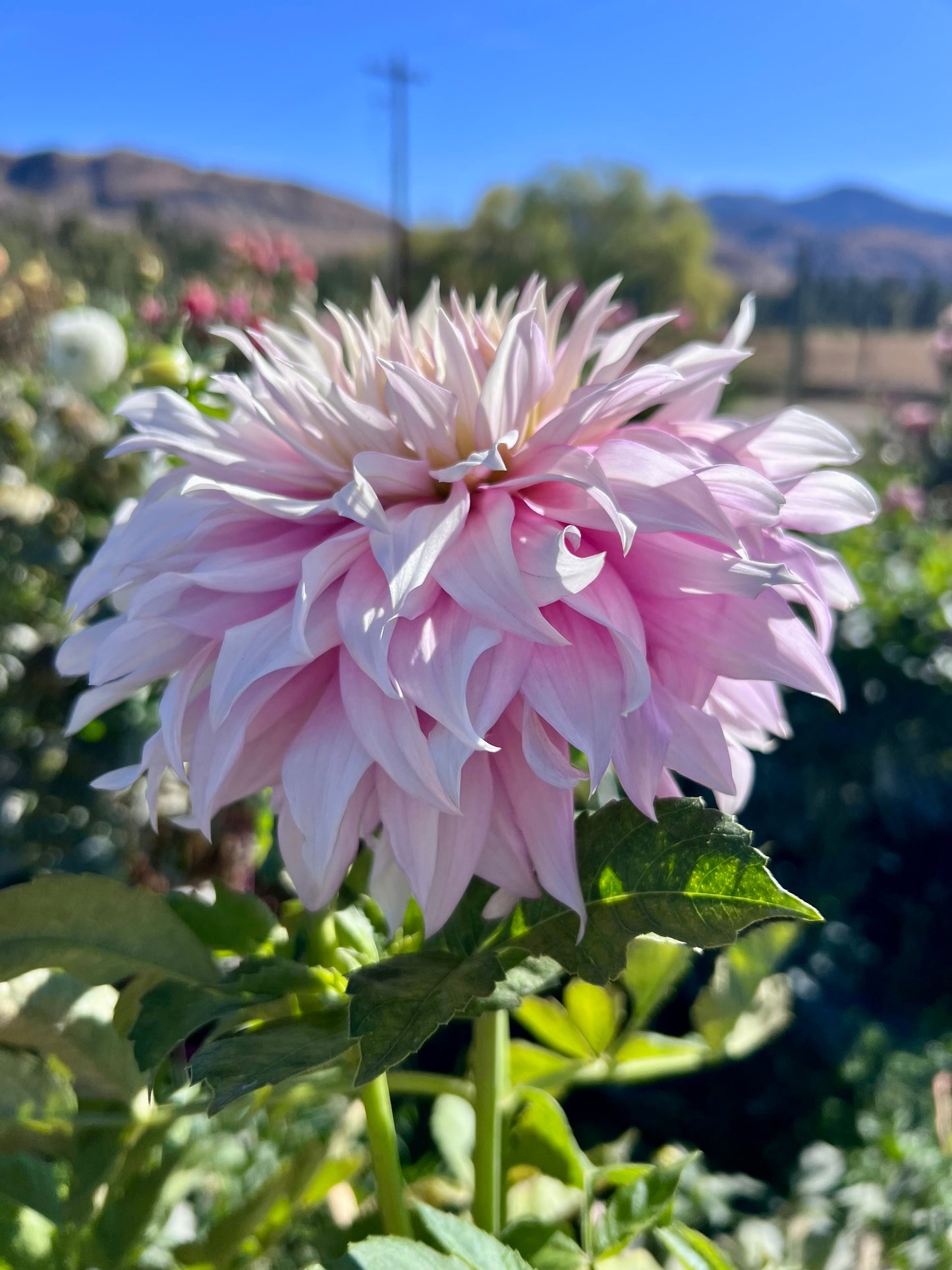 CLEARVIEW ENID - Rooted Cutting