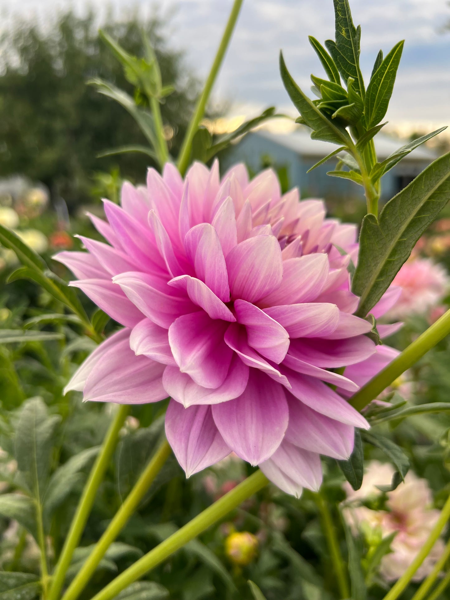 HOLLYHILL LEDA - Rooted Cutting