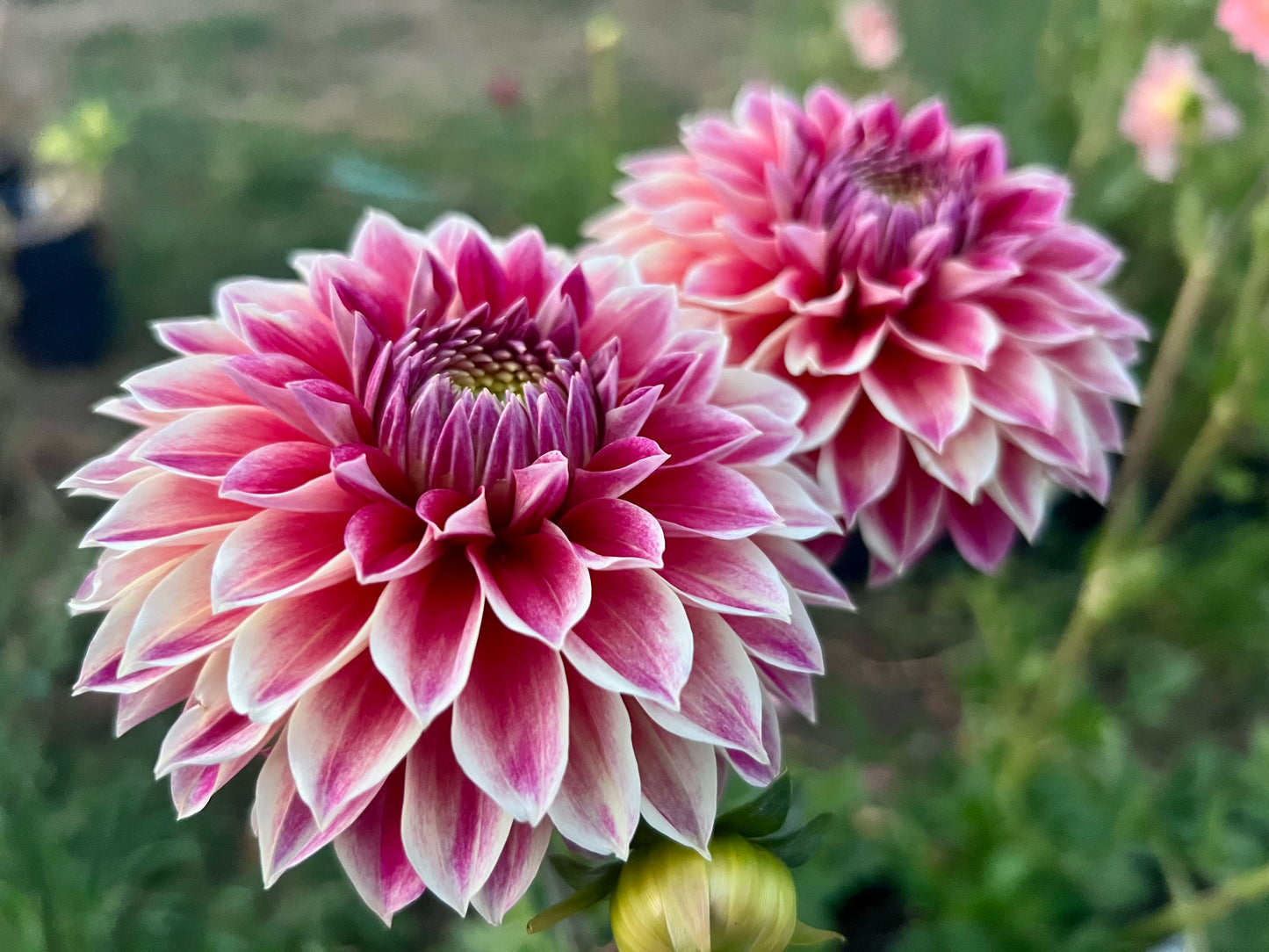 HAPET CINDERELLA 🇦🇹 - Rooted Cutting