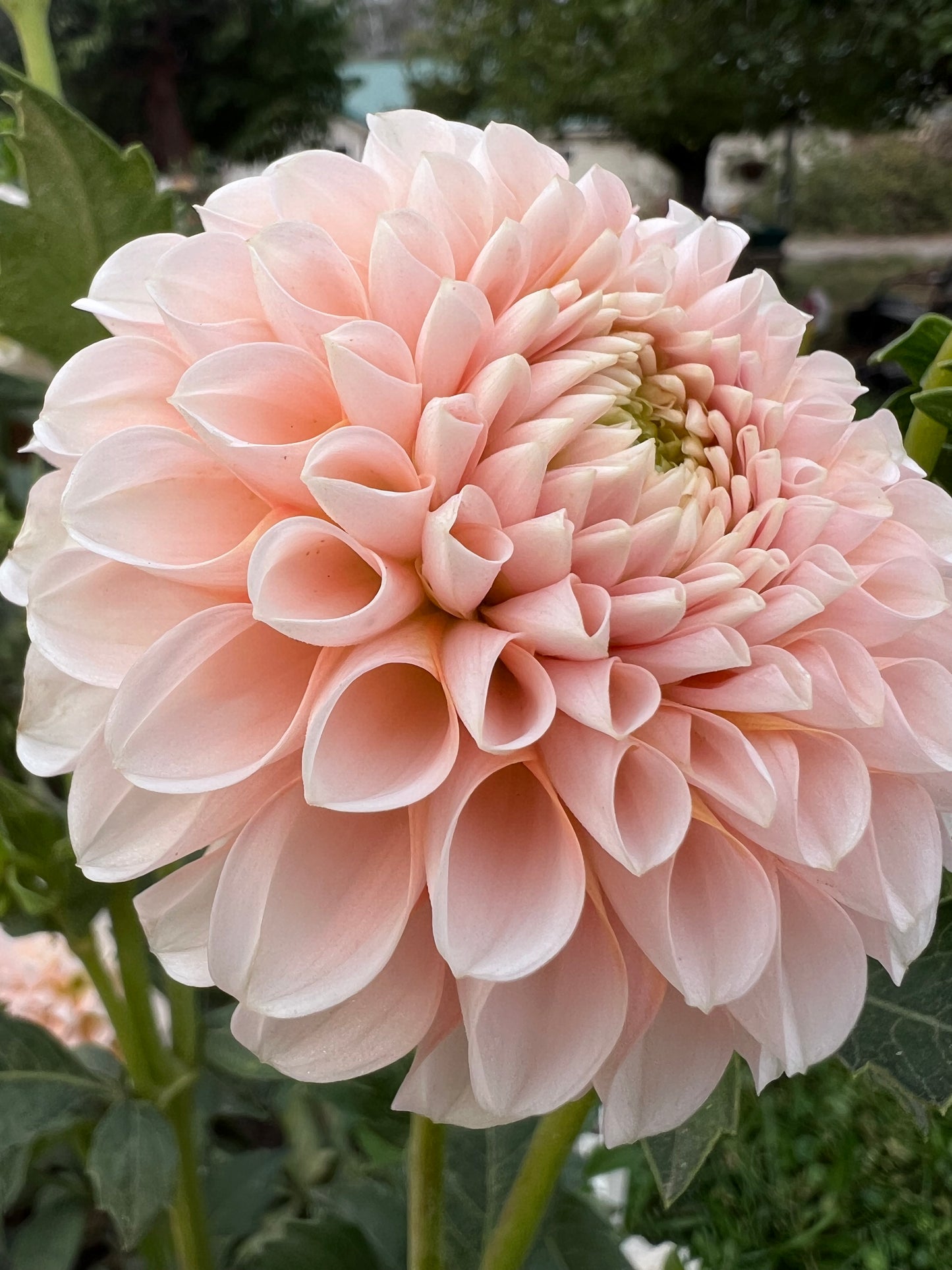 LEE’S KEWPIE - Rooted Cutting