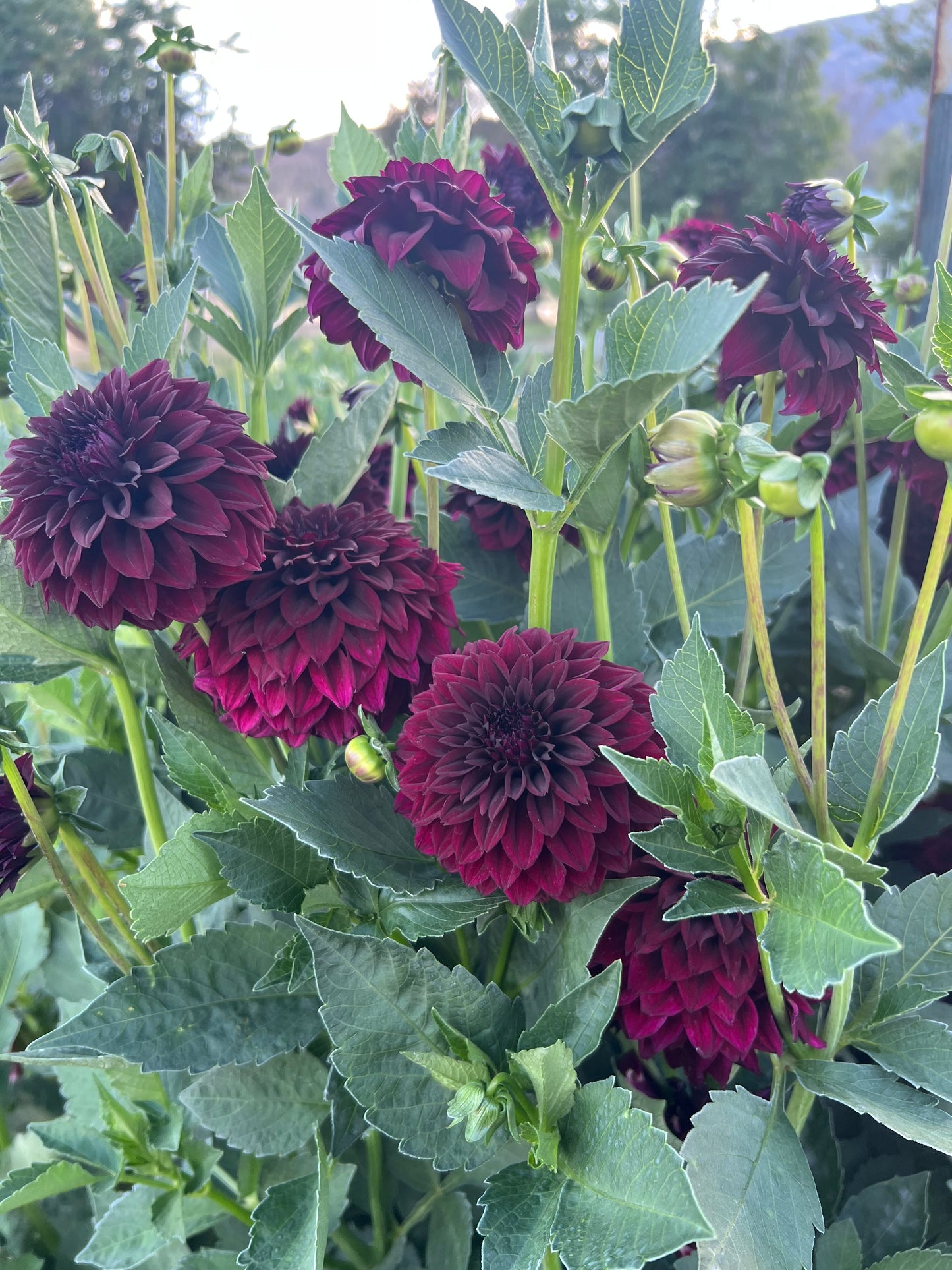 FITZYS DARK ANGEL - 116