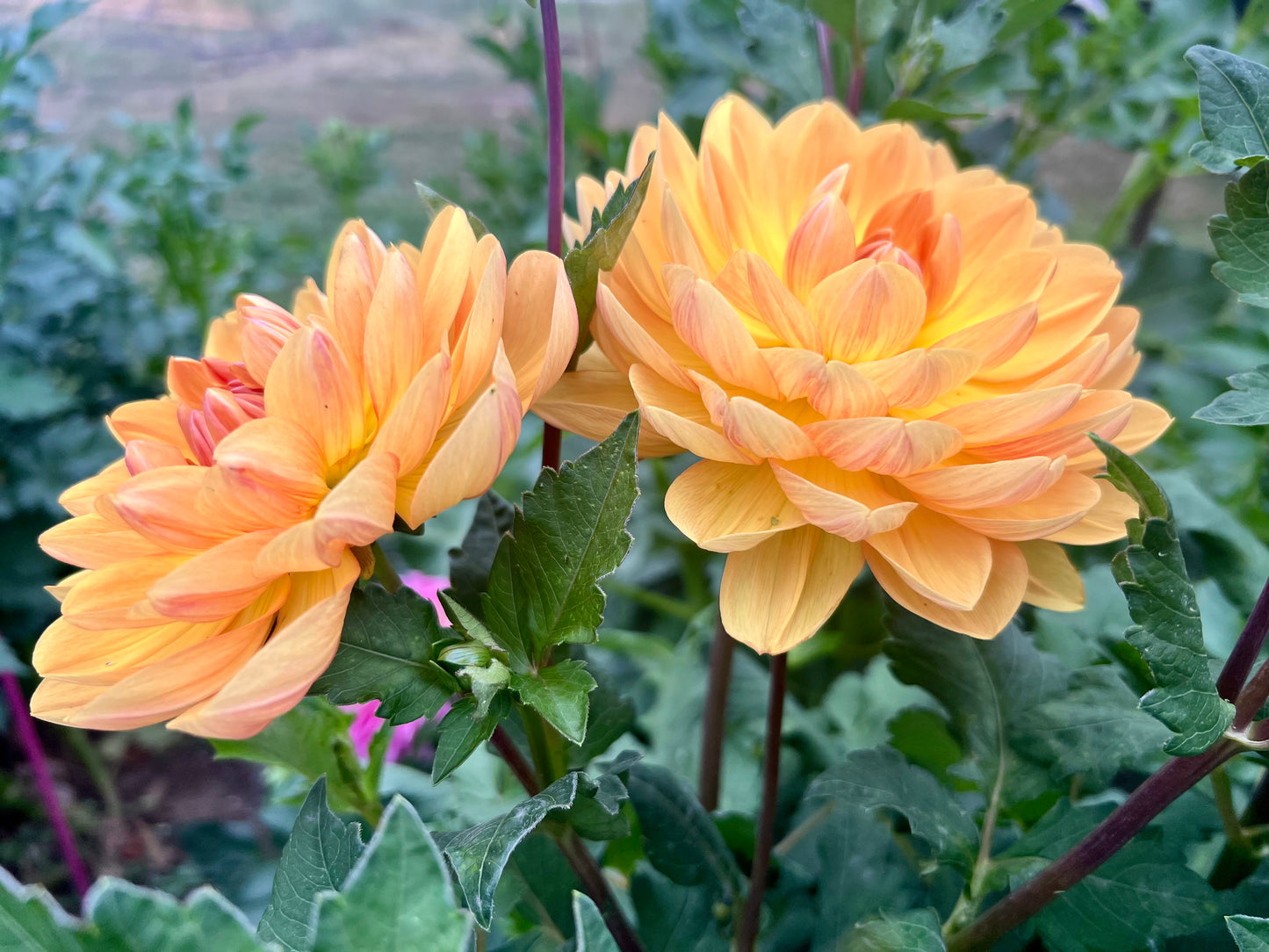 HOLLYHILL HONEYGOLD - Rooted Cutting