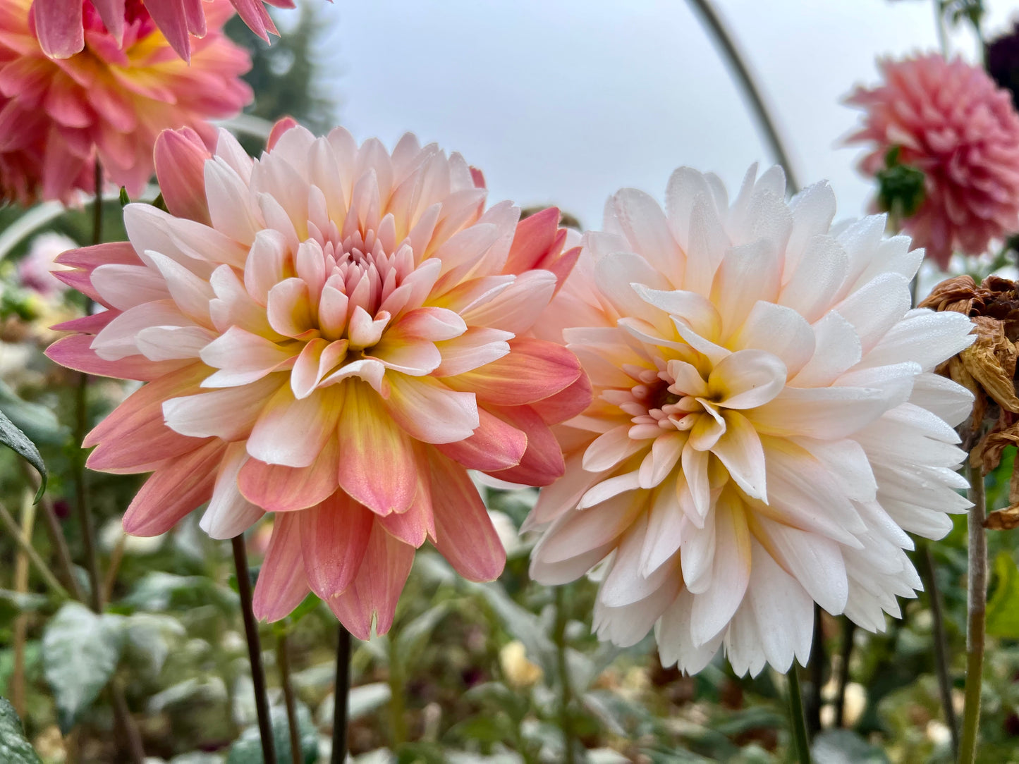 ANNIE BANANIE - Rooted Cutting