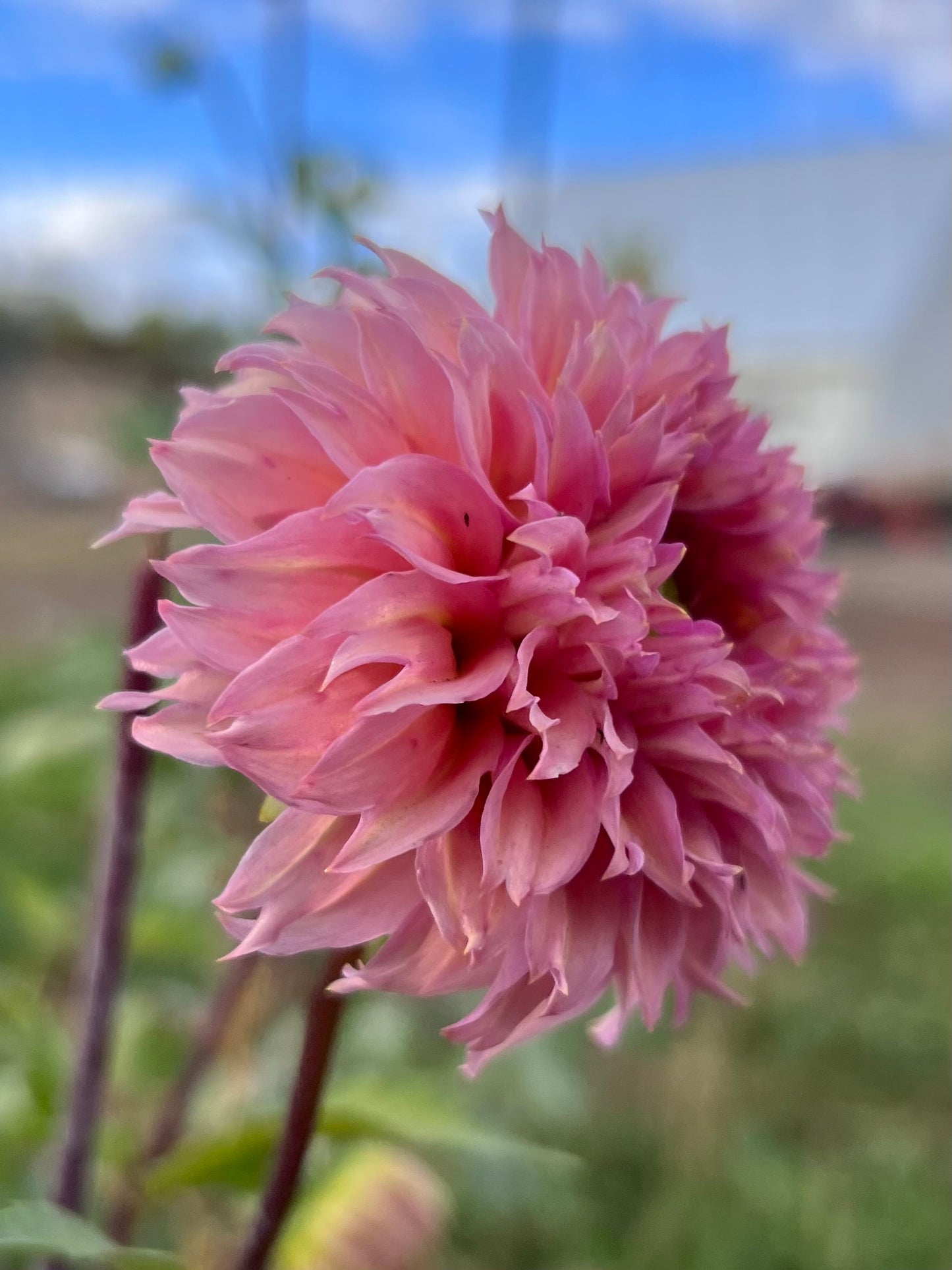LEES STRAWBERRY FIZZ