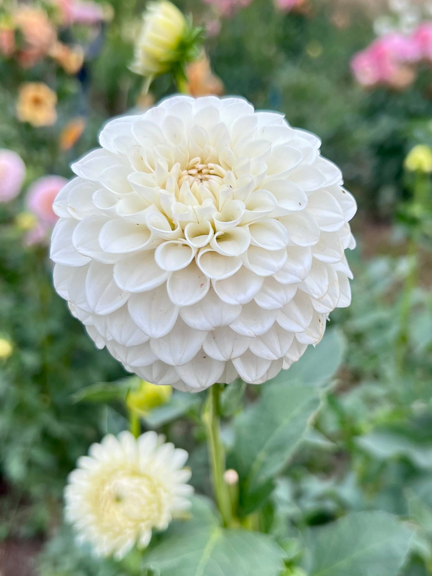 FERNCLIFF PEARL - 227