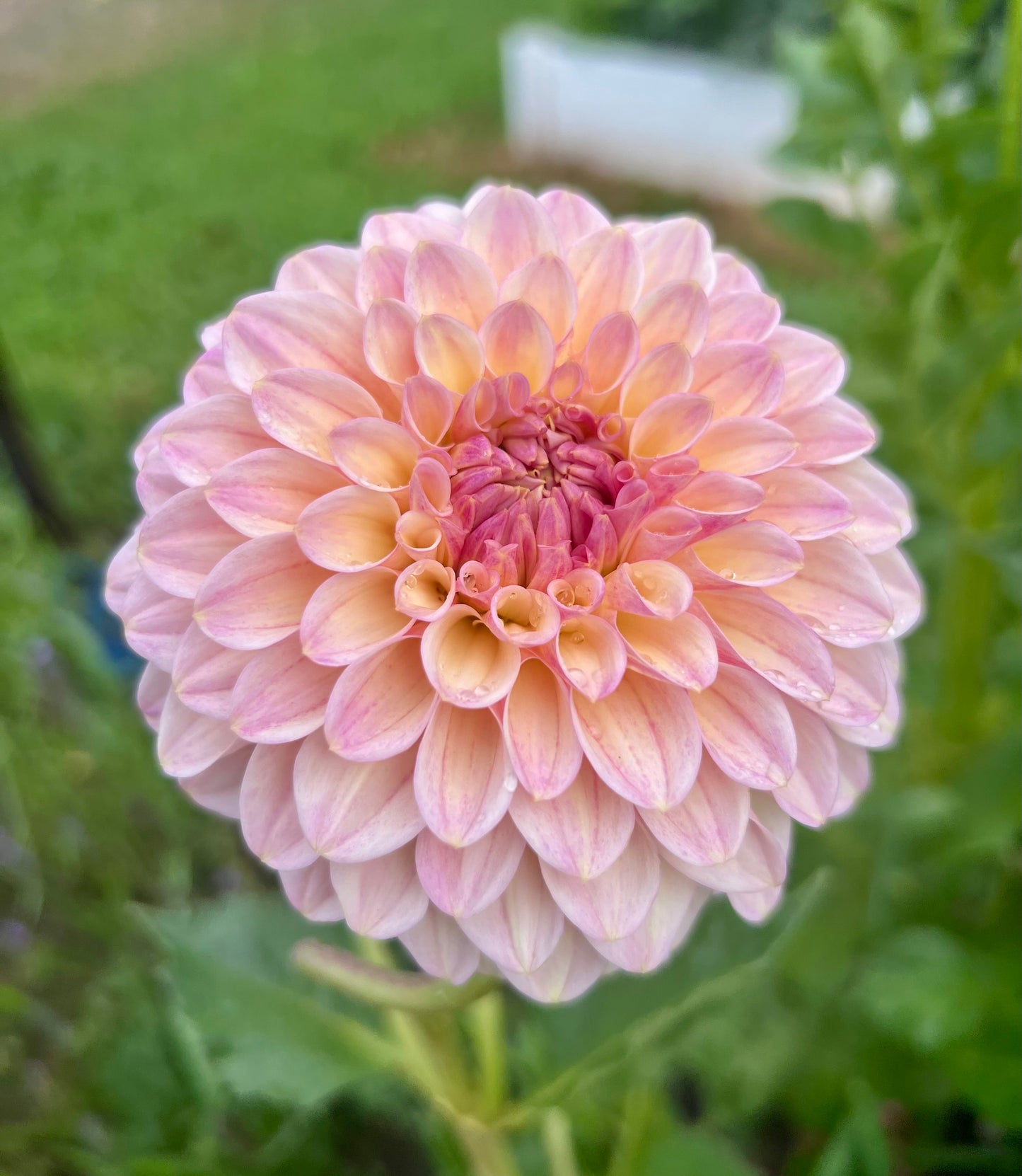 ARNSIDE ROSE 🇬🇧 *see note* - 217