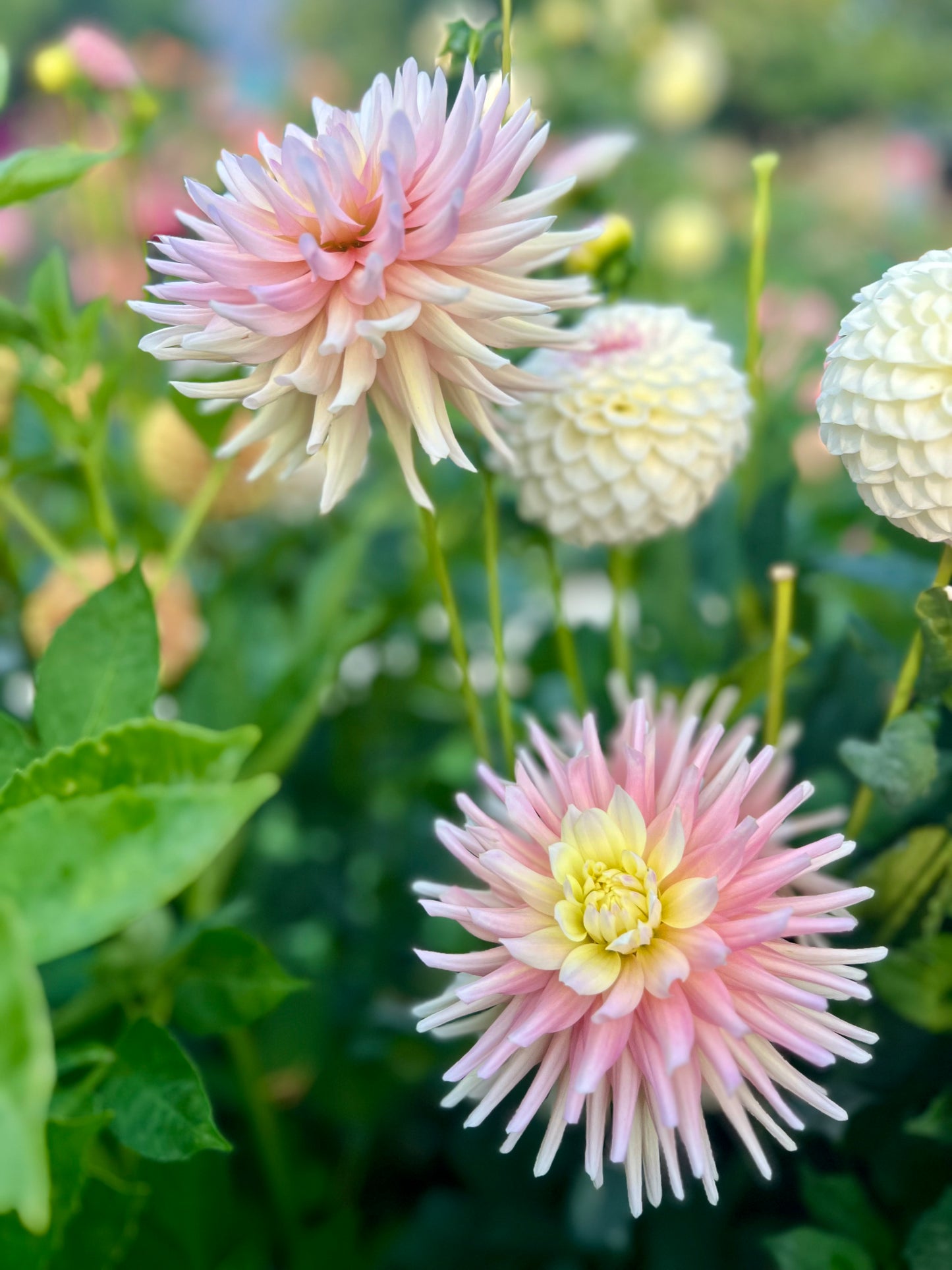 CLEARVIEW CLARA BELLE - Rooted Cutting