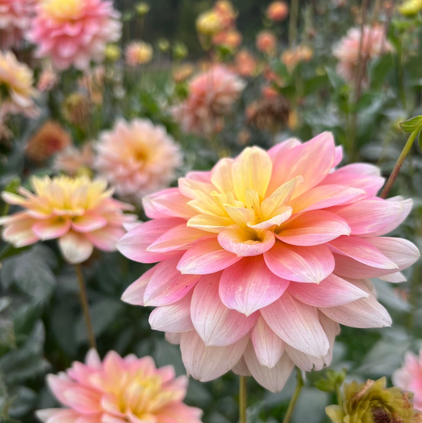 PEACHES N DREAMS *see note*