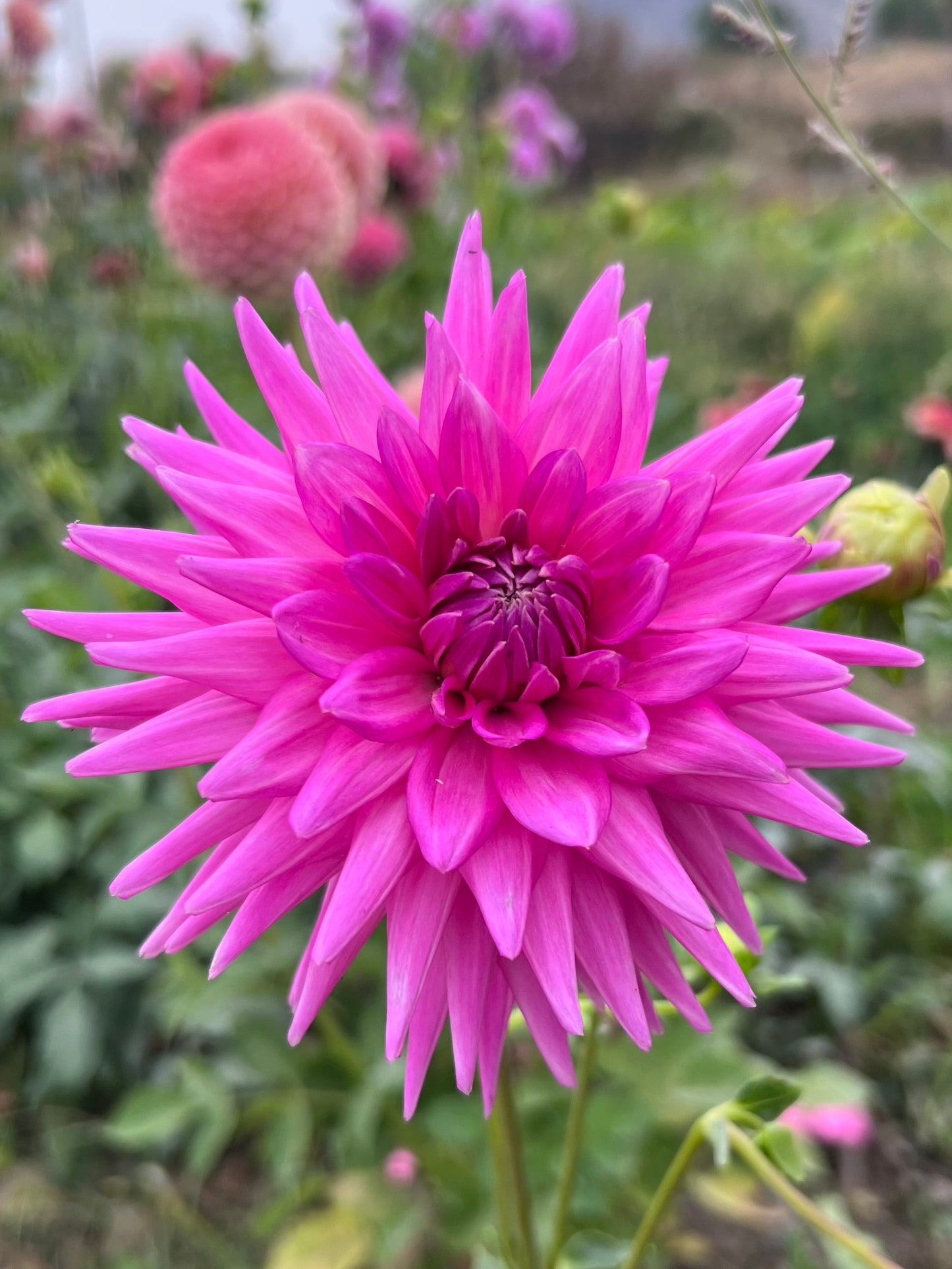 MAKS SORBET *see note*