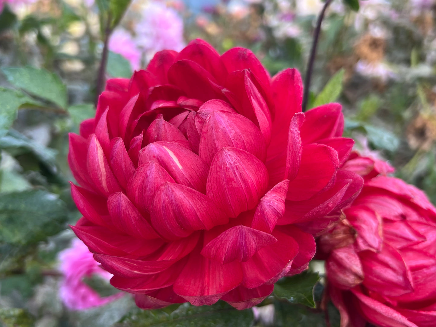 HOLLYHILL RUBY ROSE - Rooted Cutting