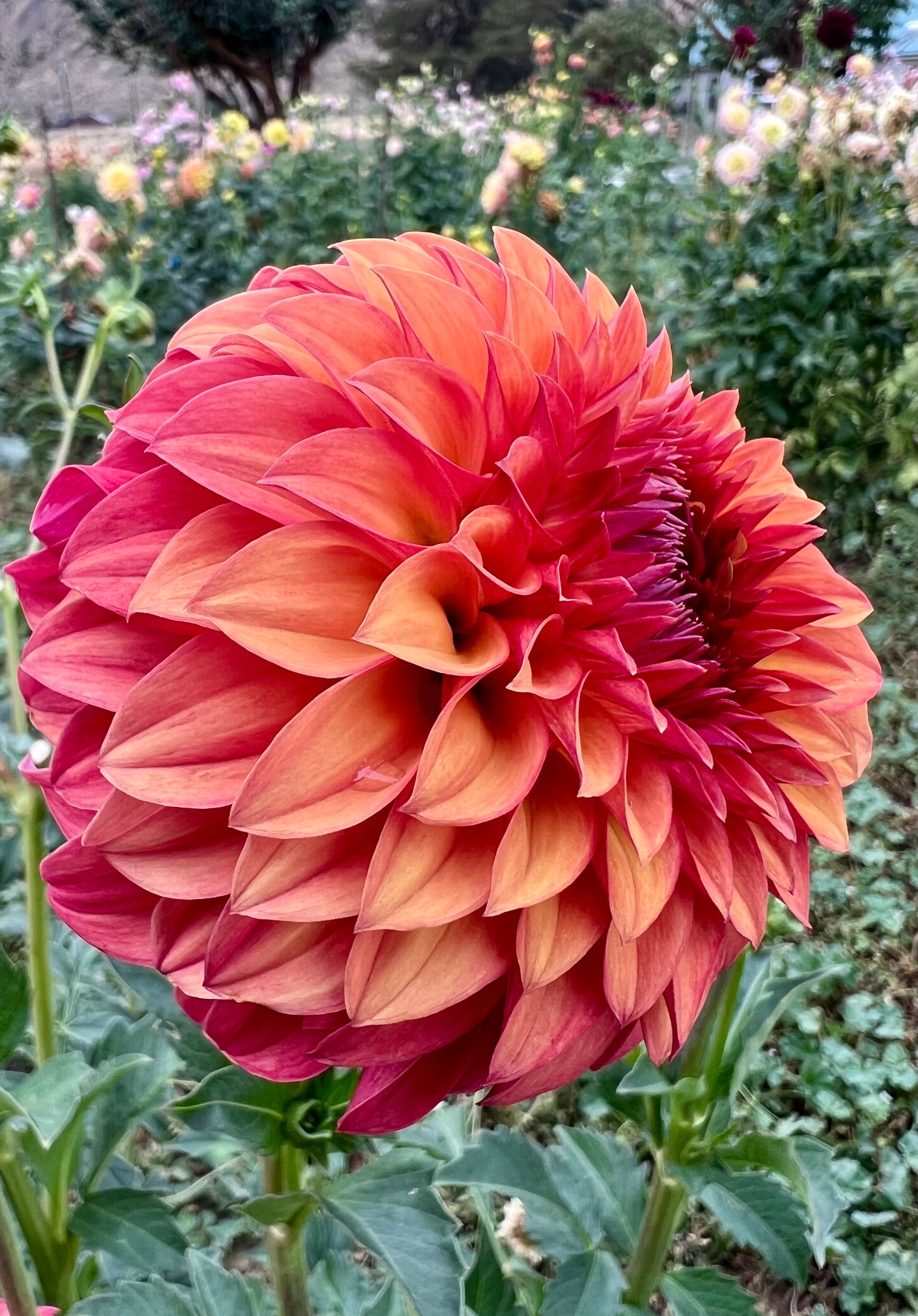 VERRONES SANDRA J *see note*