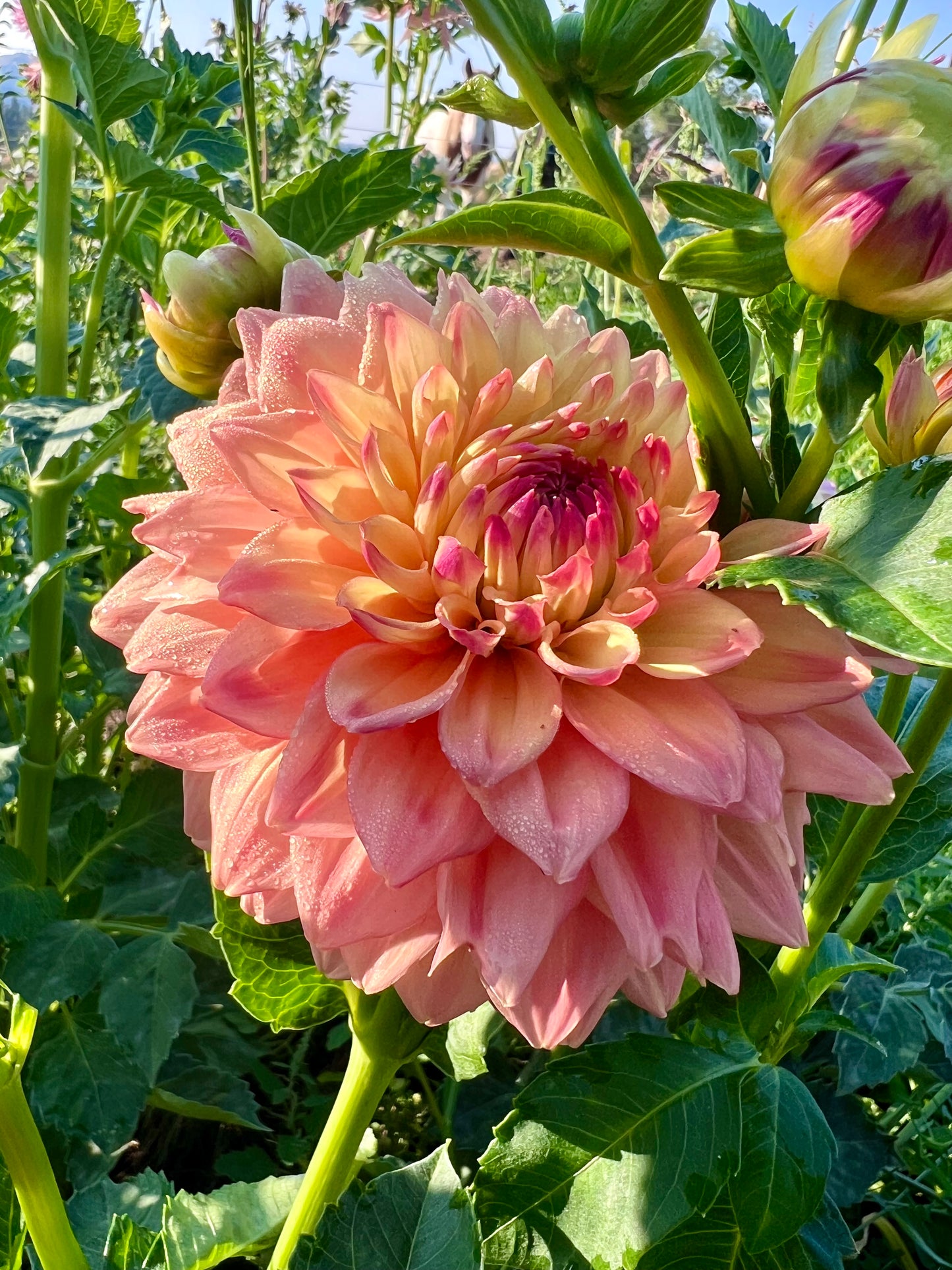 ASKWITH EDNA -Rooted Cutting