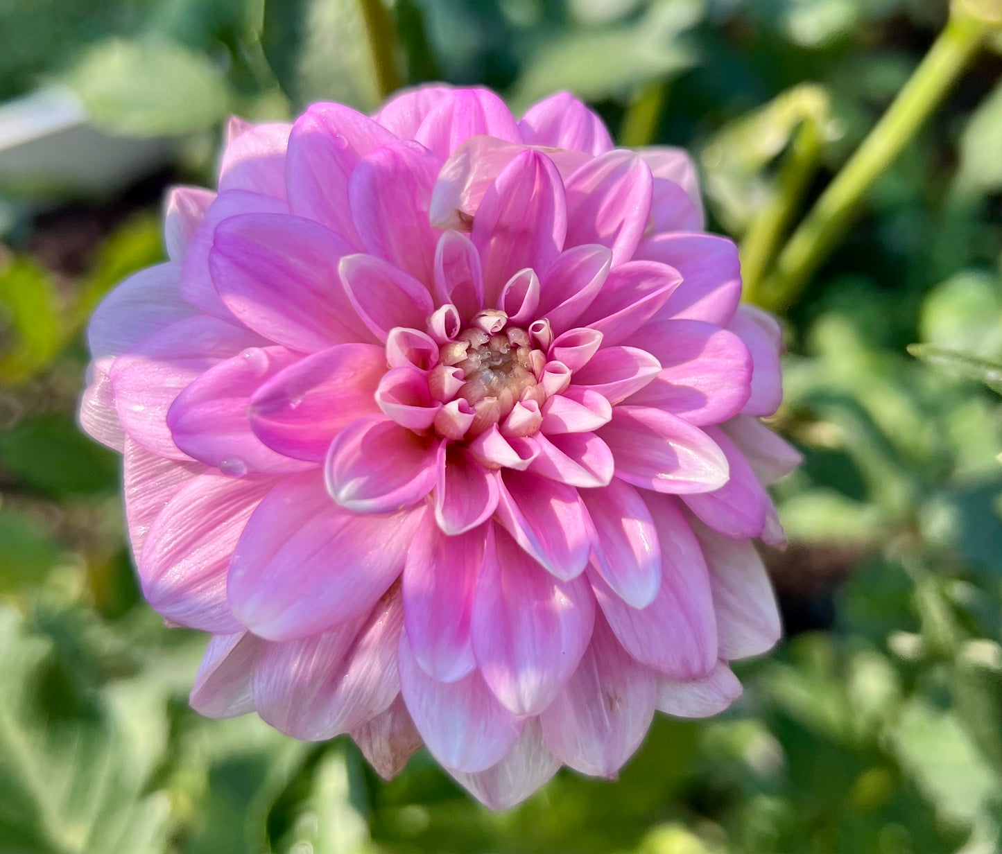 PINK PERCEPTION - 165