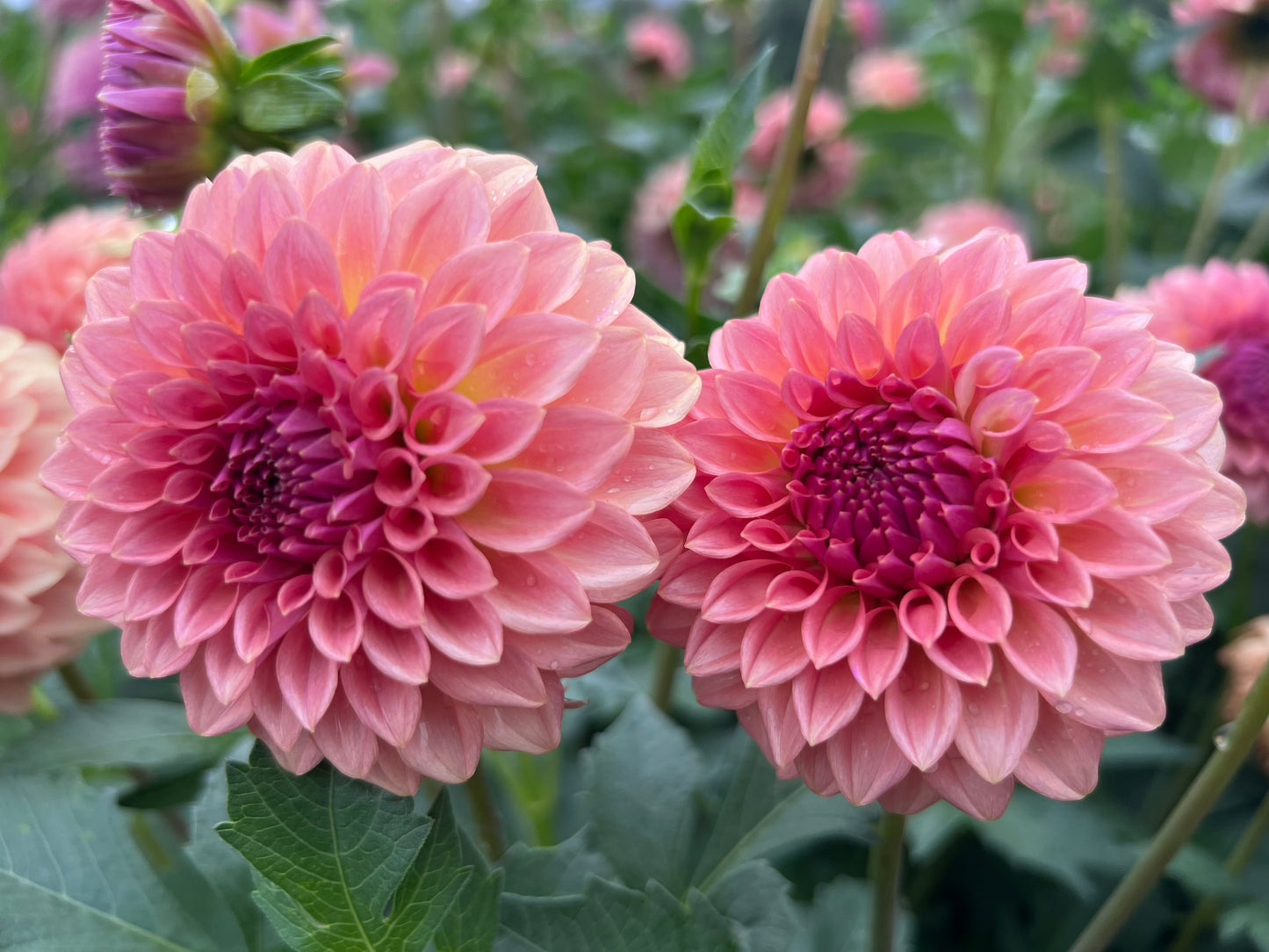 LEVIS BLUE SMOKE - 75