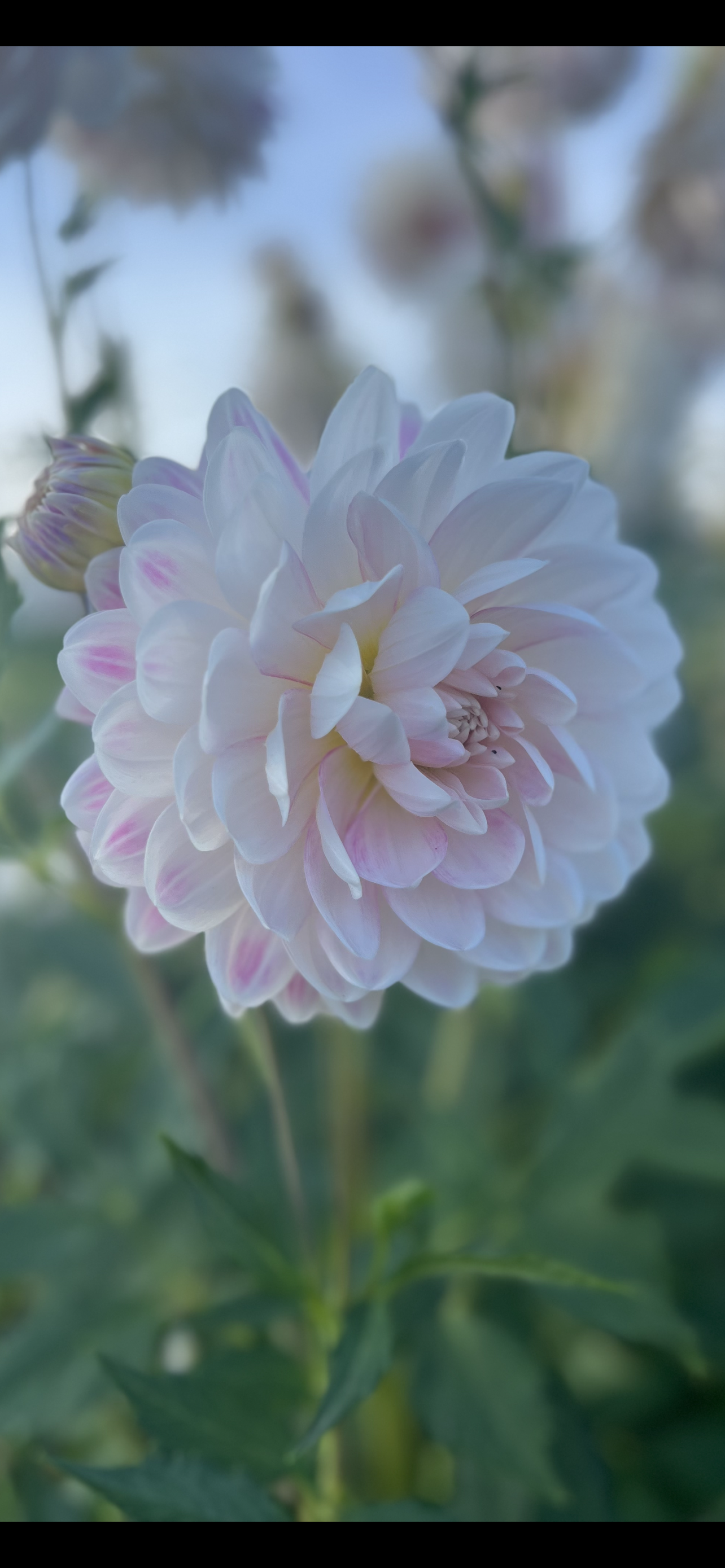 KELGAI ANN - Rooted Cutting