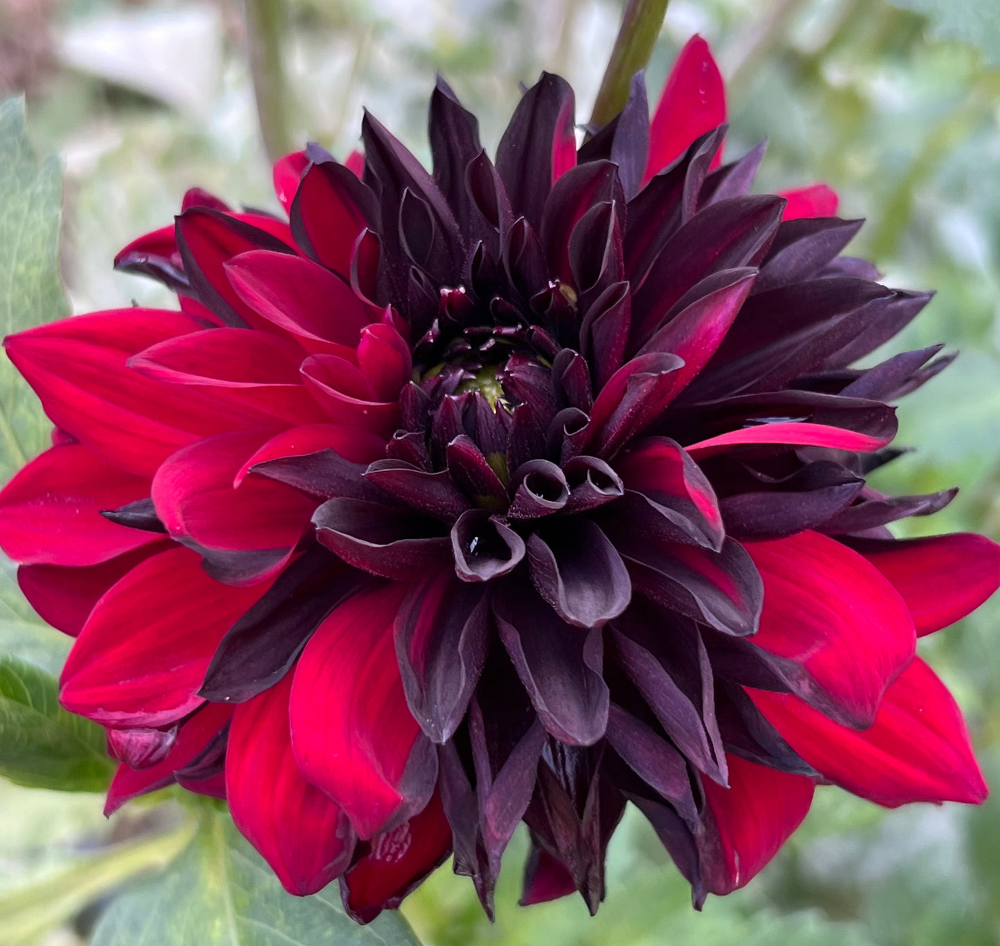 CZARNY CHARAKTER SPORT - Rooted Cutting - LIMIT 1