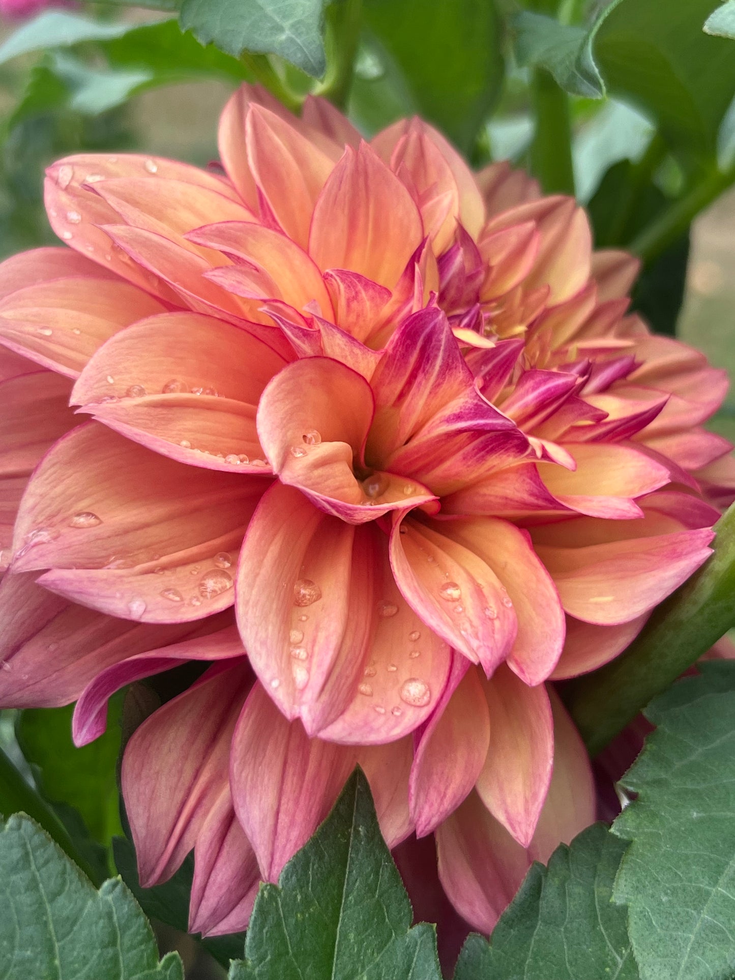 FURU MARU - Rooted Cutting - LIMIT 1