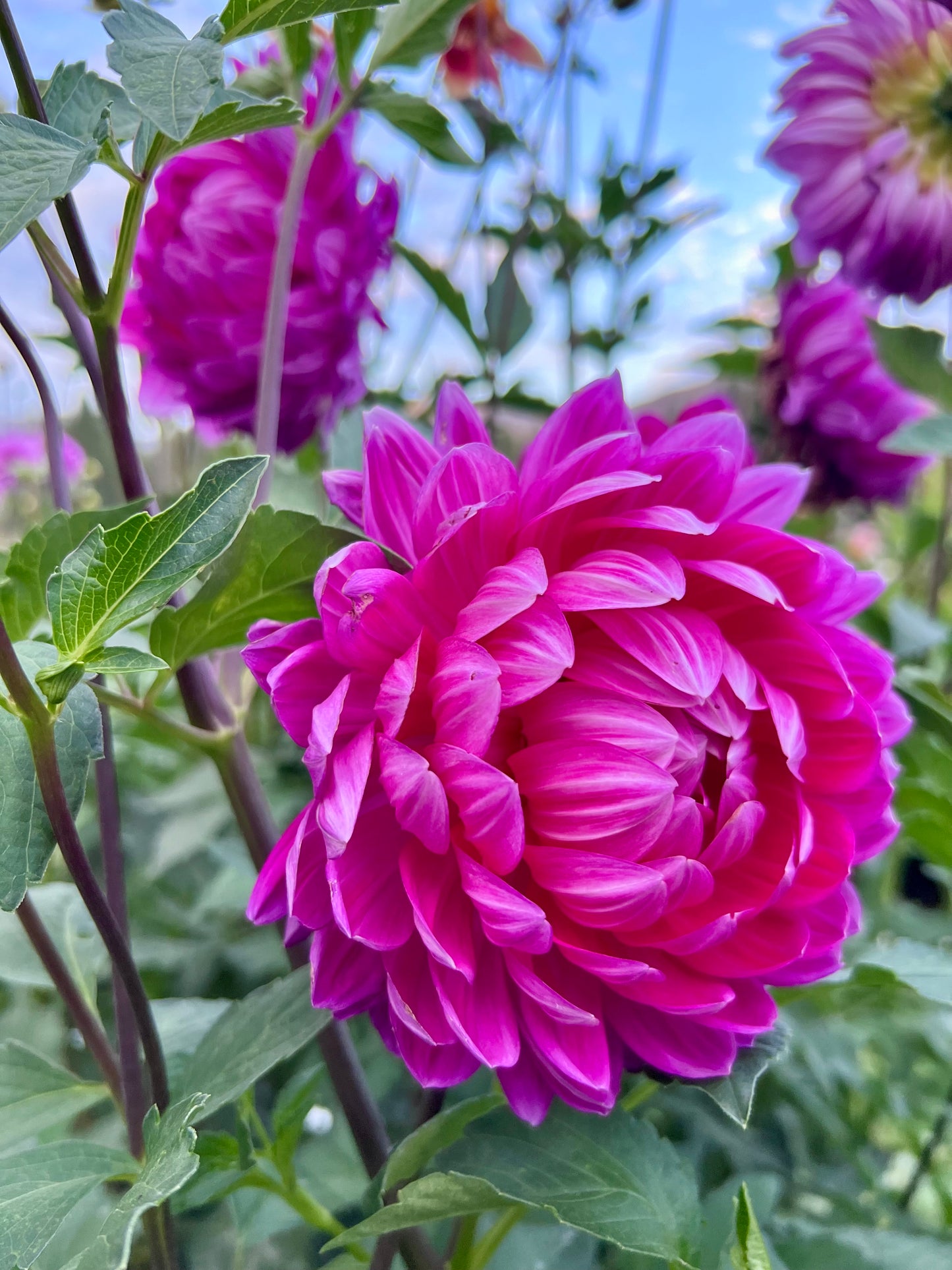 LYN’S LEXI - Rooted Cutting