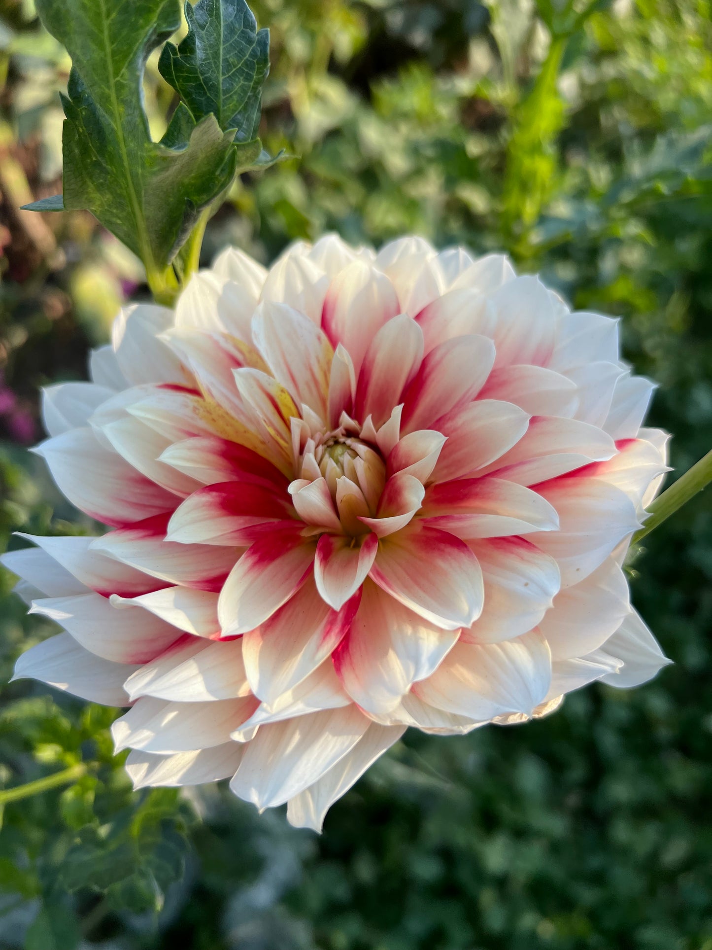 HOLLYHILL SNOWFIRE SPORT - Rooted Cutting