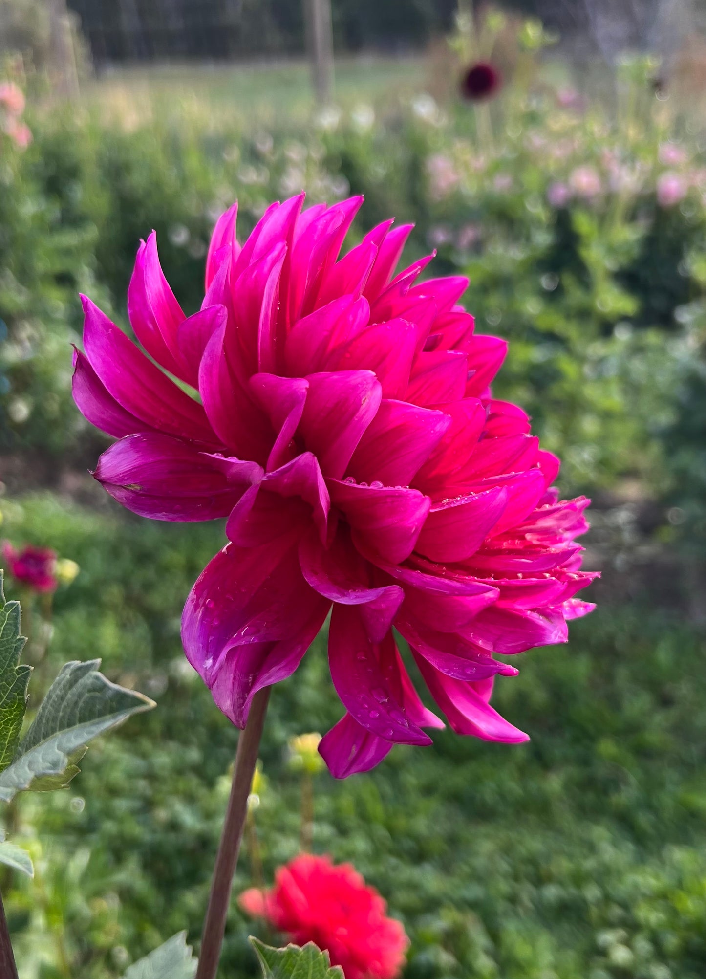 HOLLYHILL PANDORA - Rooted Cutting