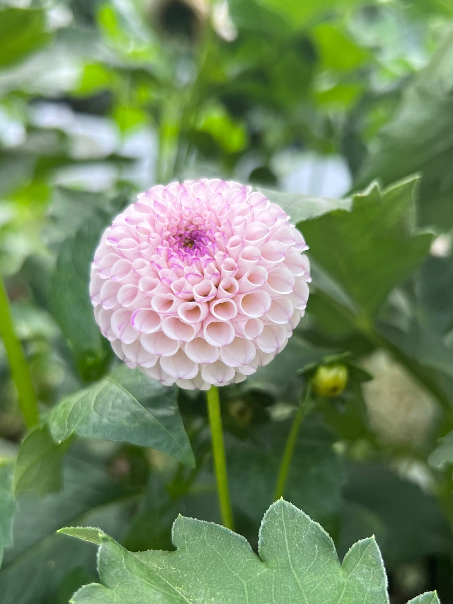 GURTLA TWILIGHT - Rooted Cutting