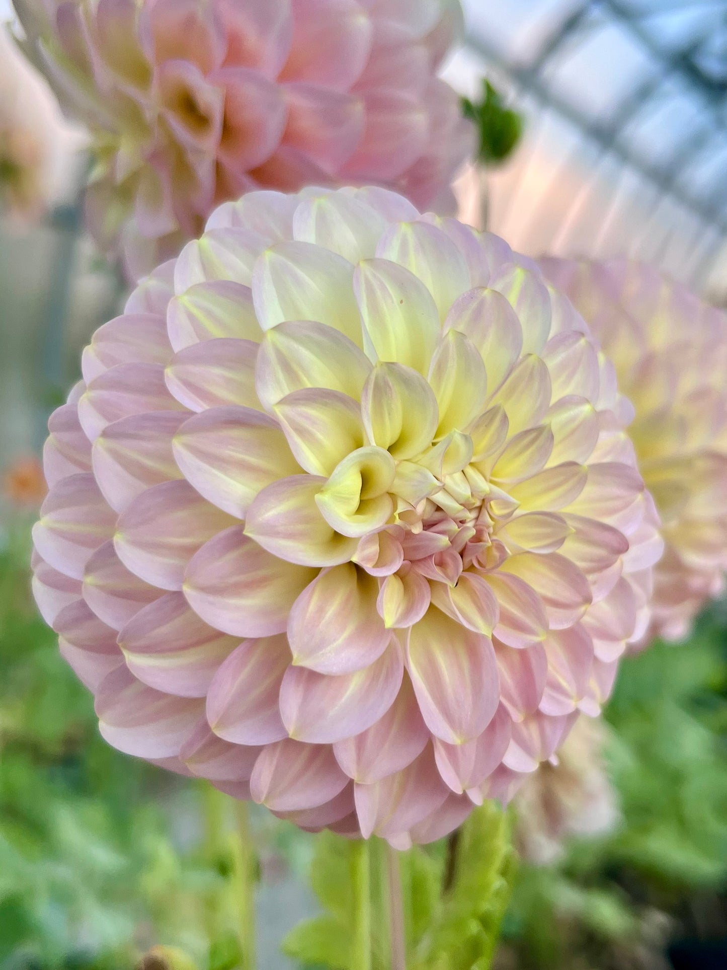 COORABELL MOONGLOW 🇦🇺 - Rooted Cutting