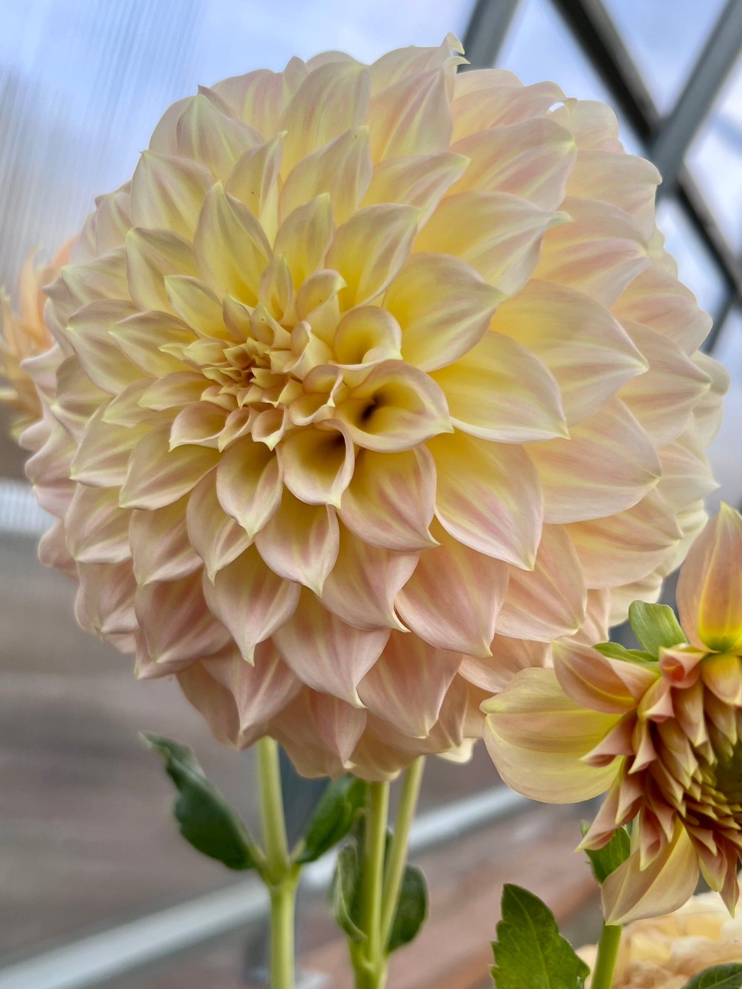 BRACKEN GLENDA 🇦🇺 - Rooted Cutting