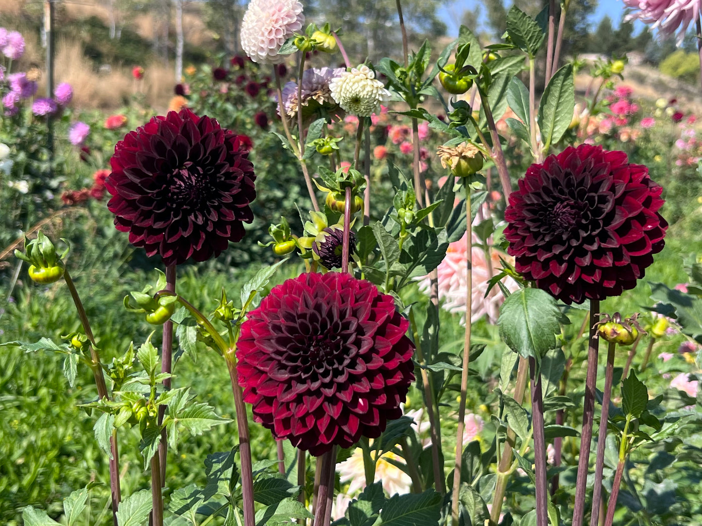 RIVERS DARK CHOCOLATE