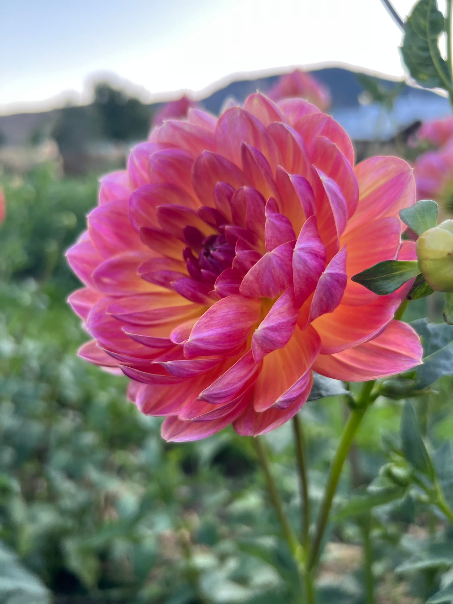 MAKS BETTY LYNN - 84