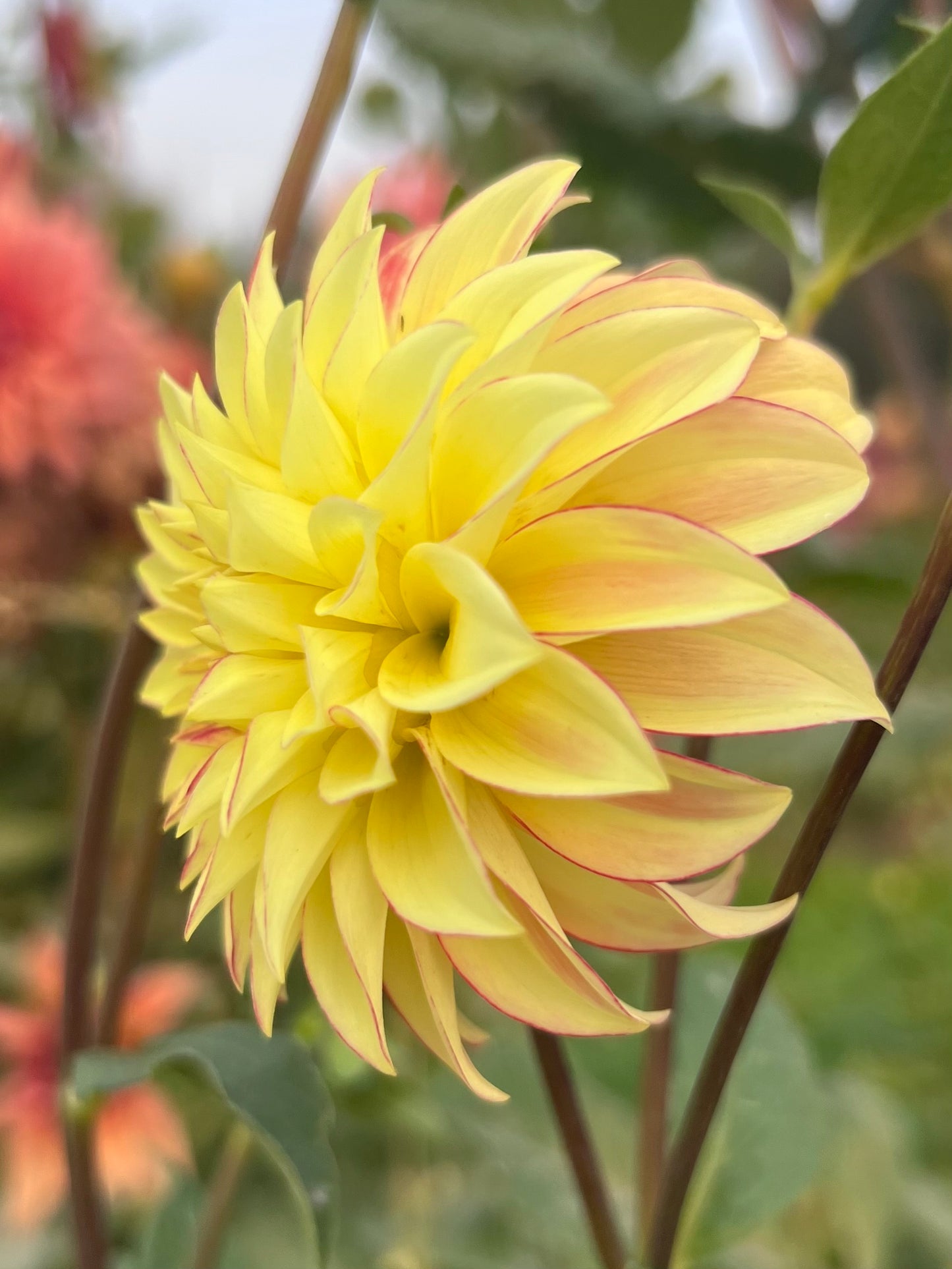 VERRONES TAYLOR SWIFT