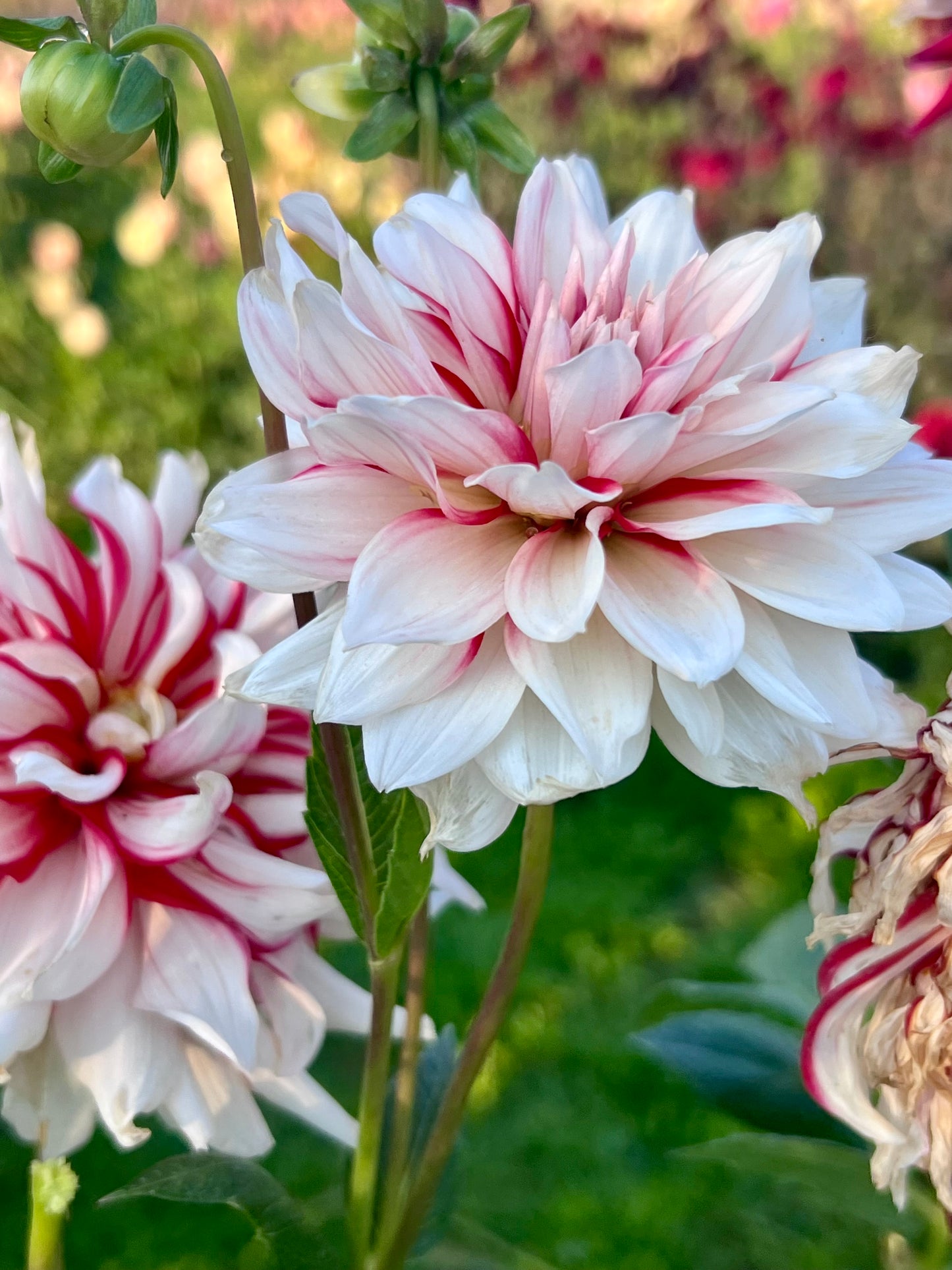 HOLLYHILL JOKER WILD *see note*