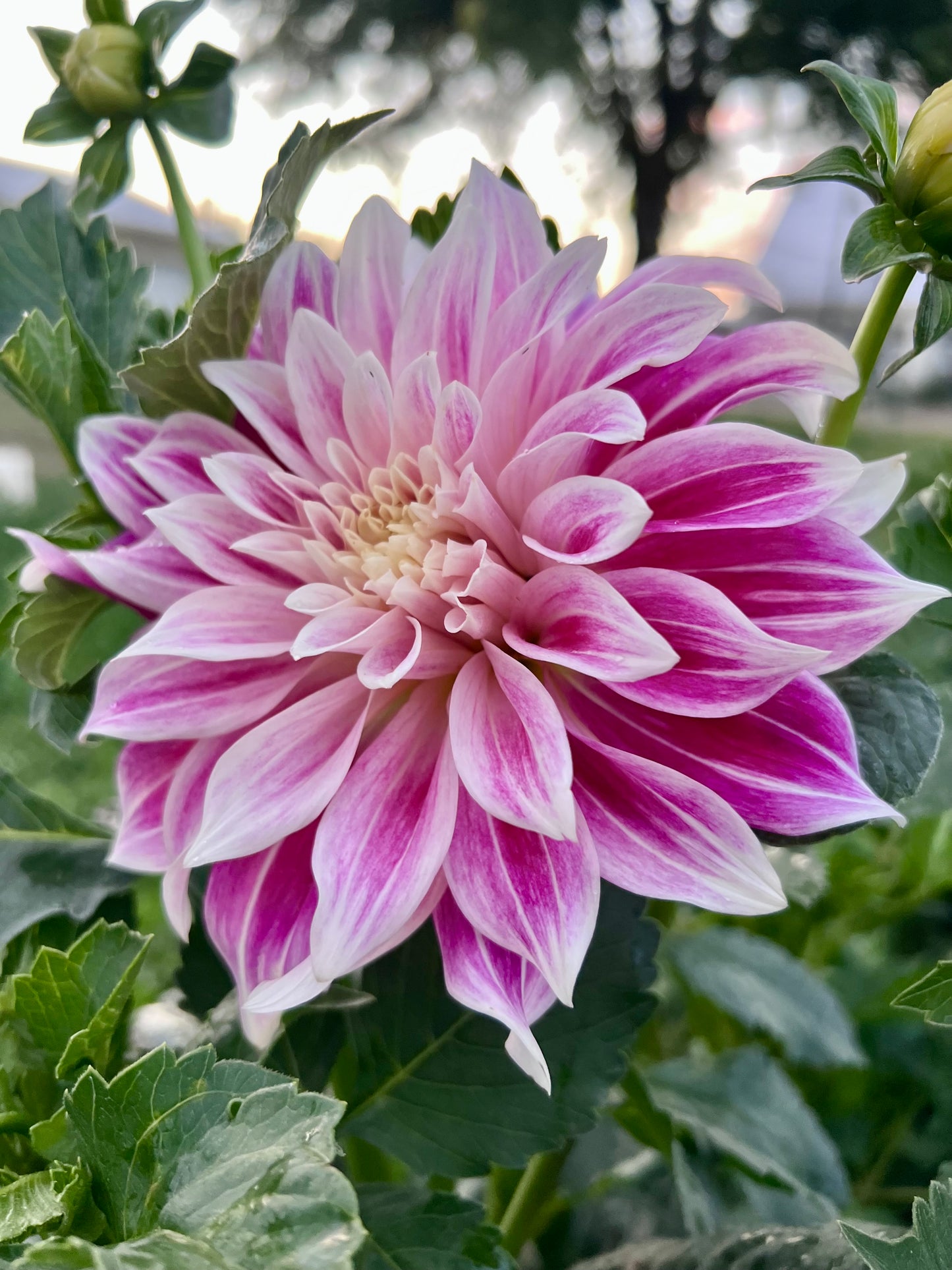 CDP MISTY DAWN - Rooted Cutting