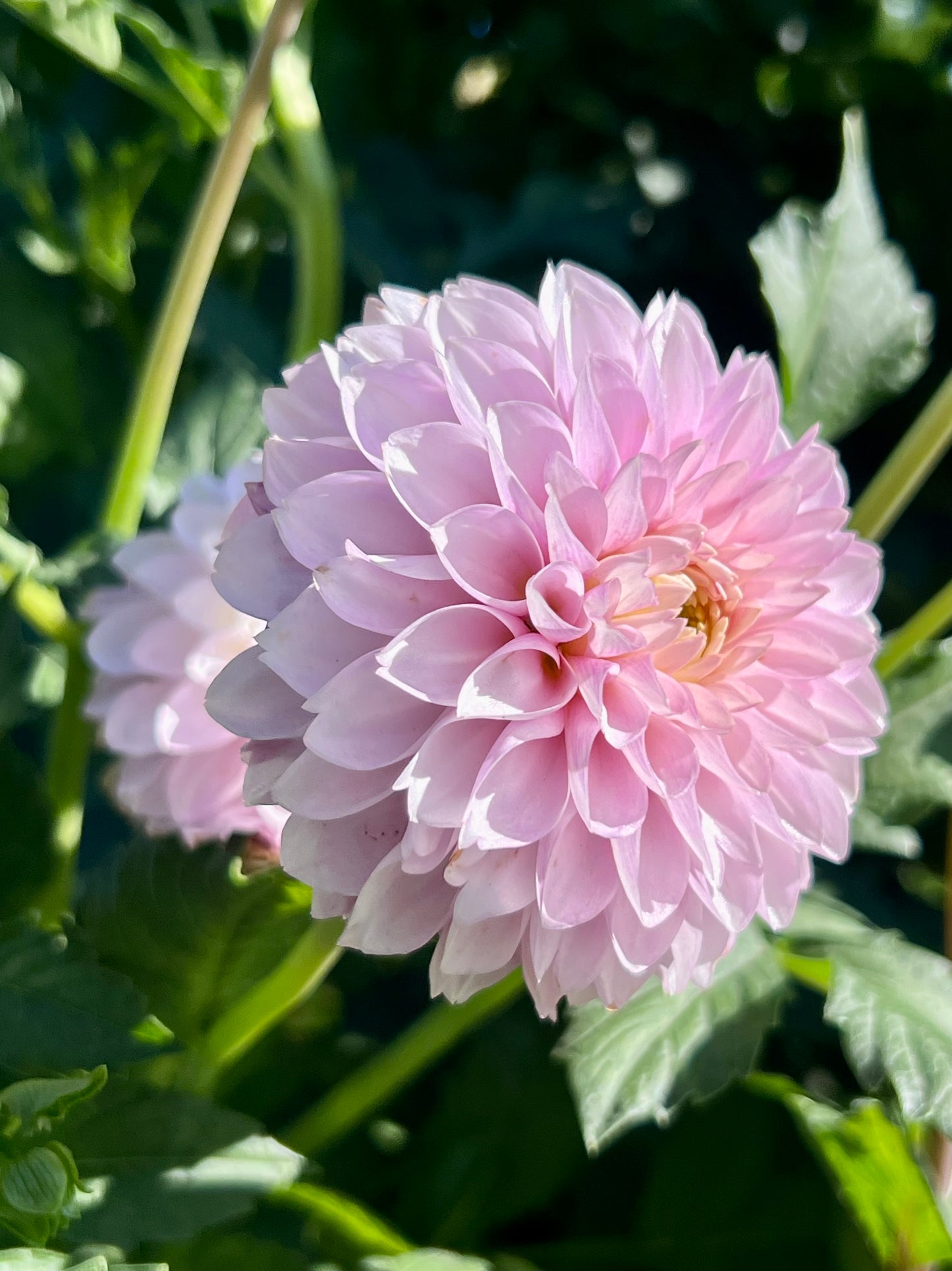 SKEENA GLITTER 🇨🇦 - Rooted Cutting