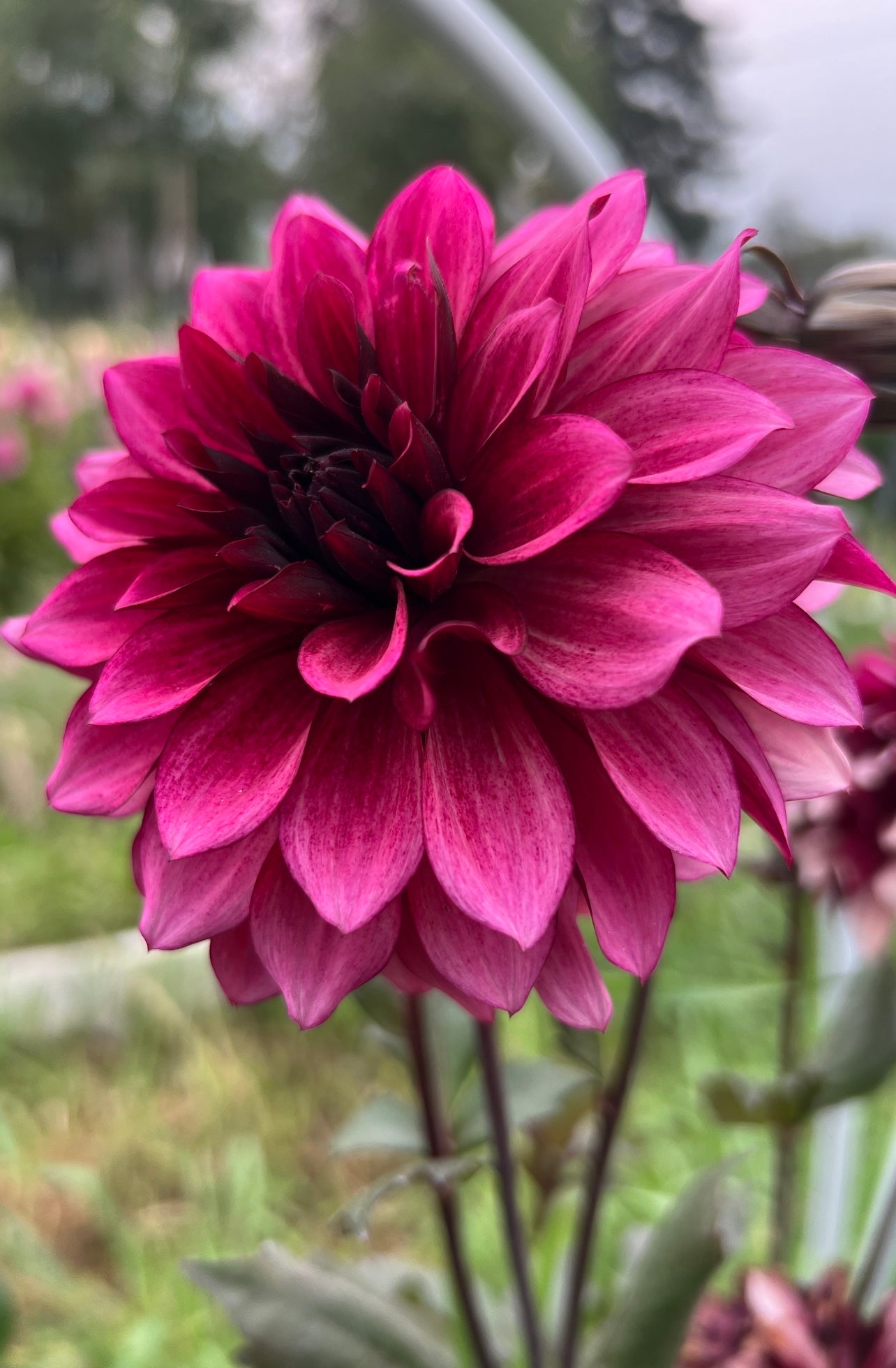 NIGHT SILENCE - Rooted Cutting