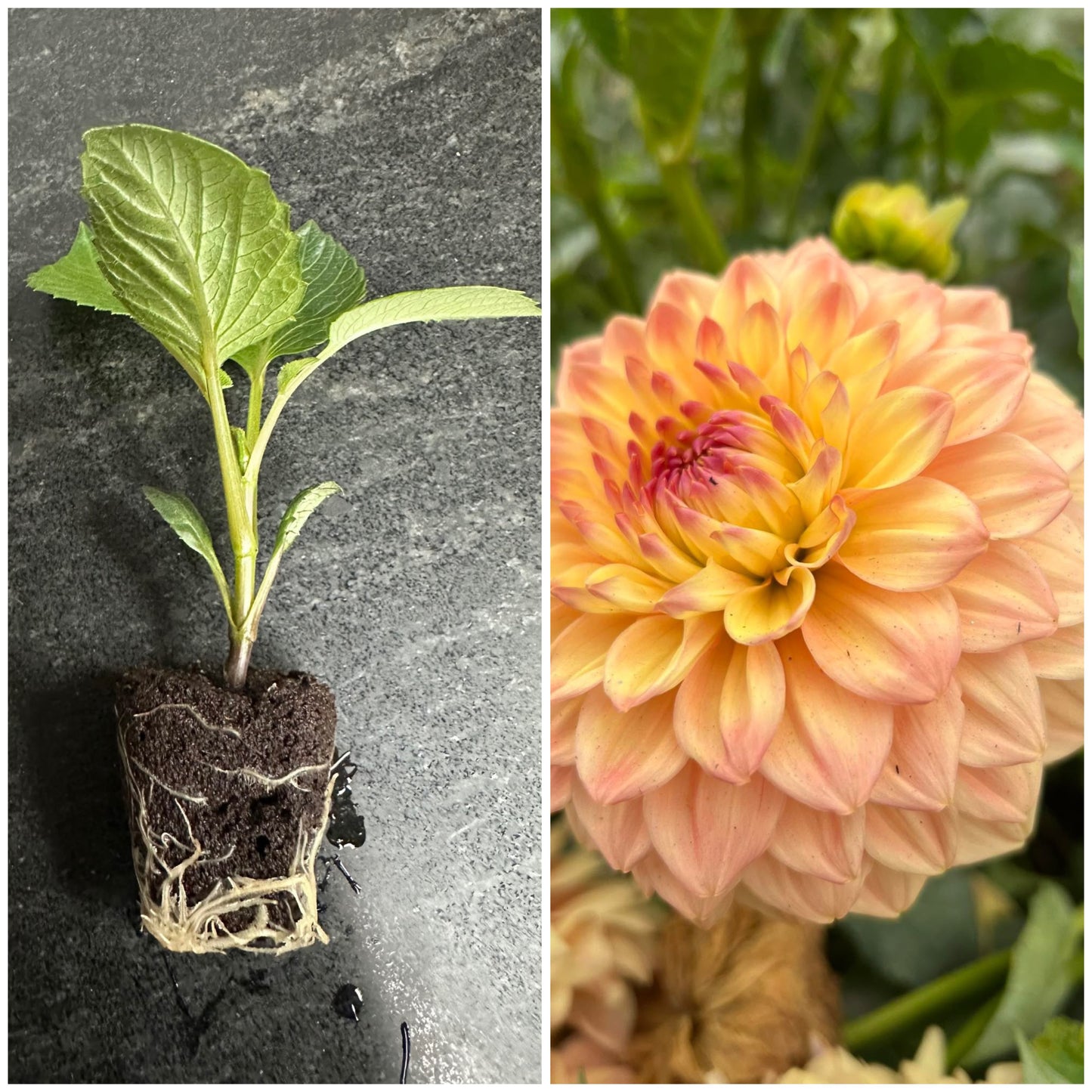 ASKWITH EDNA - Rooted Cutting