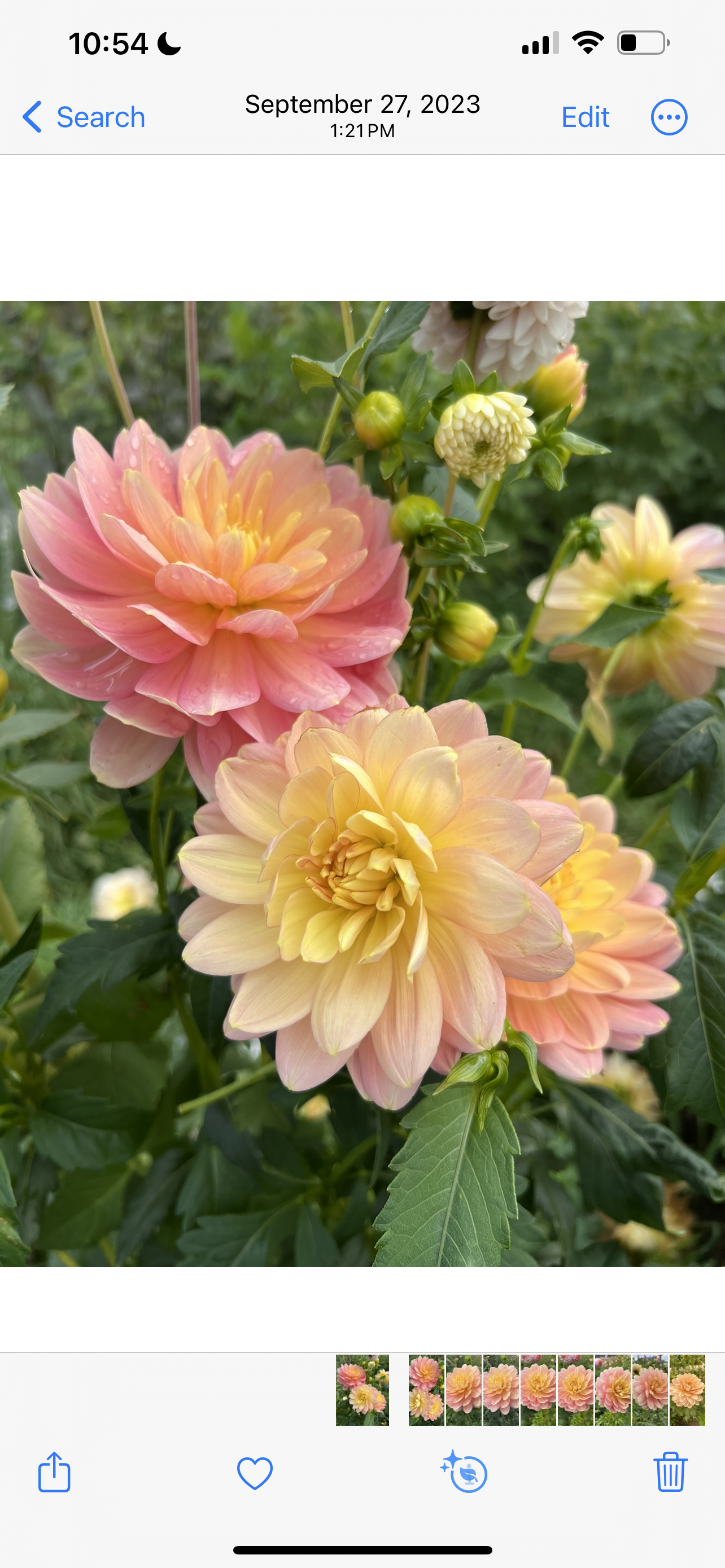 HOLLYHILL SERENITY - Rooted Cutting