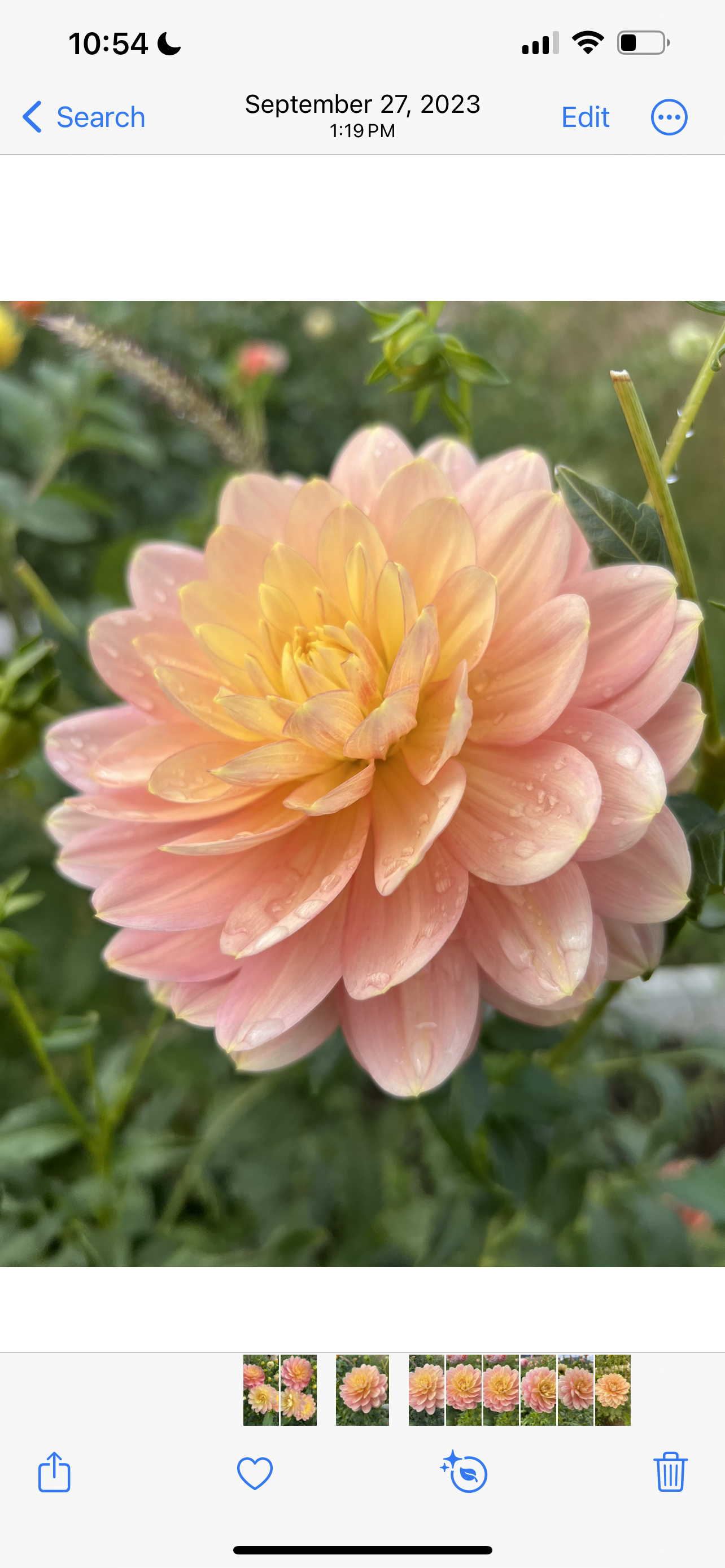 HOLLYHILL SERENITY - Rooted Cutting