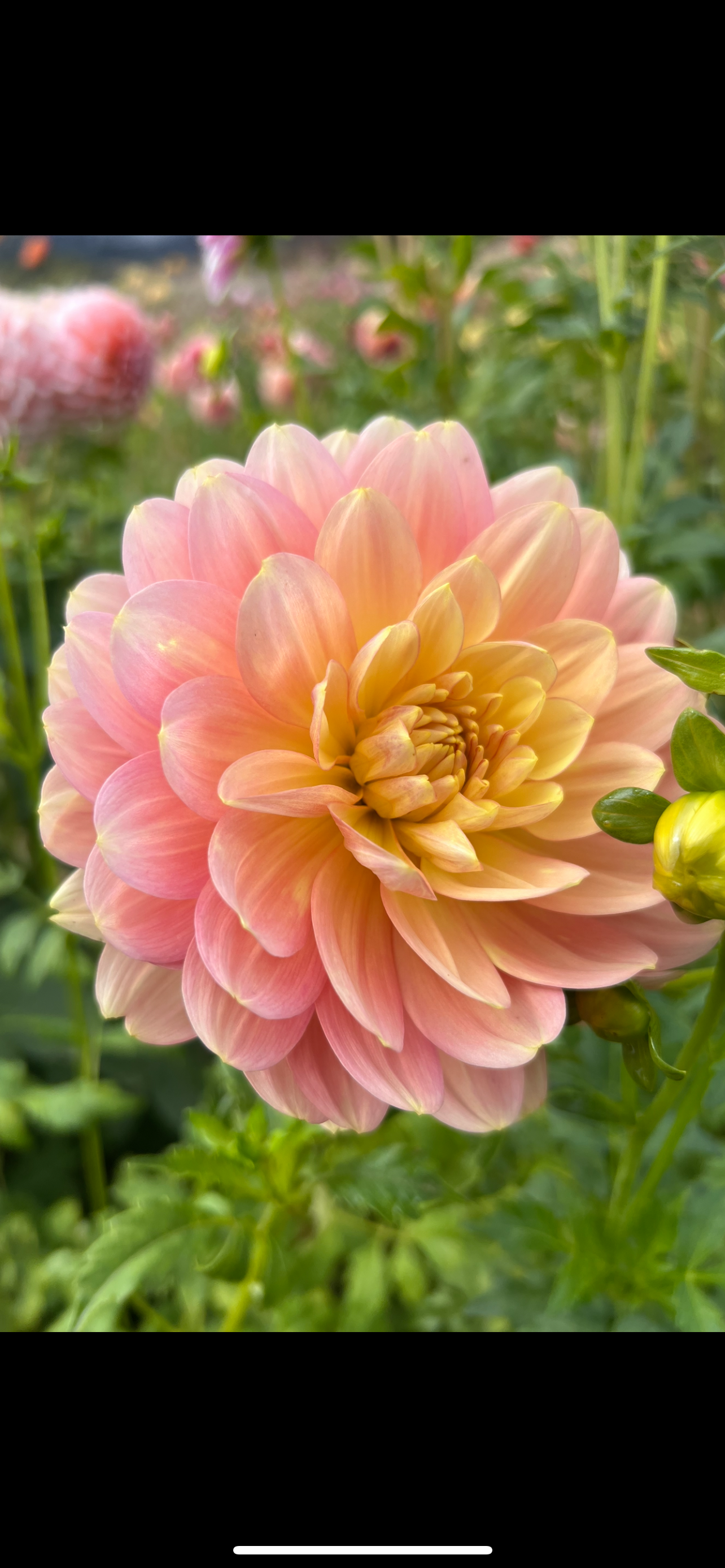 HOLLYHILL SERENITY - Rooted Cutting