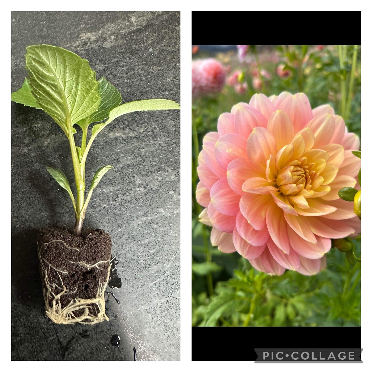 HOLLYHILL SERENITY - Rooted Cutting