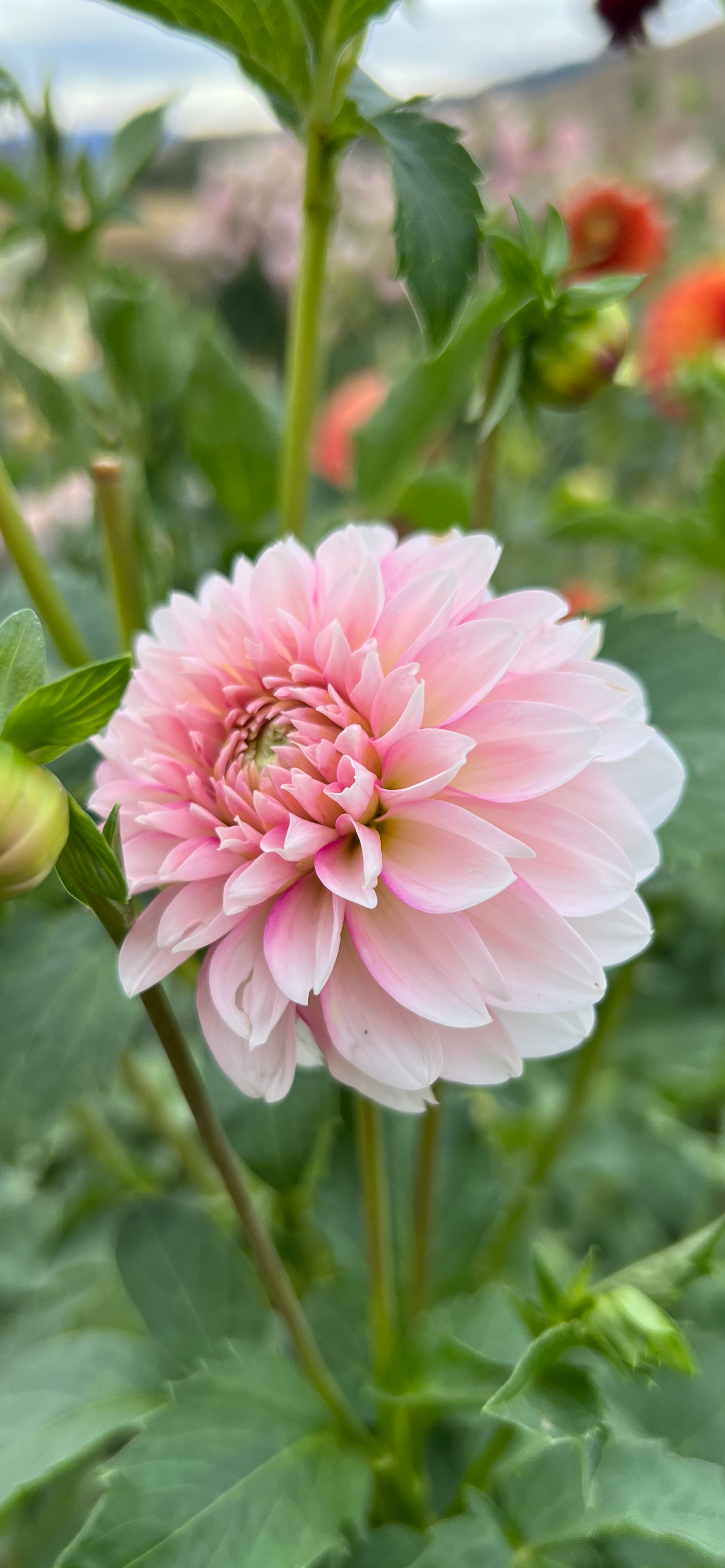 BUDAPEST BLUSH - Rooted Cutting