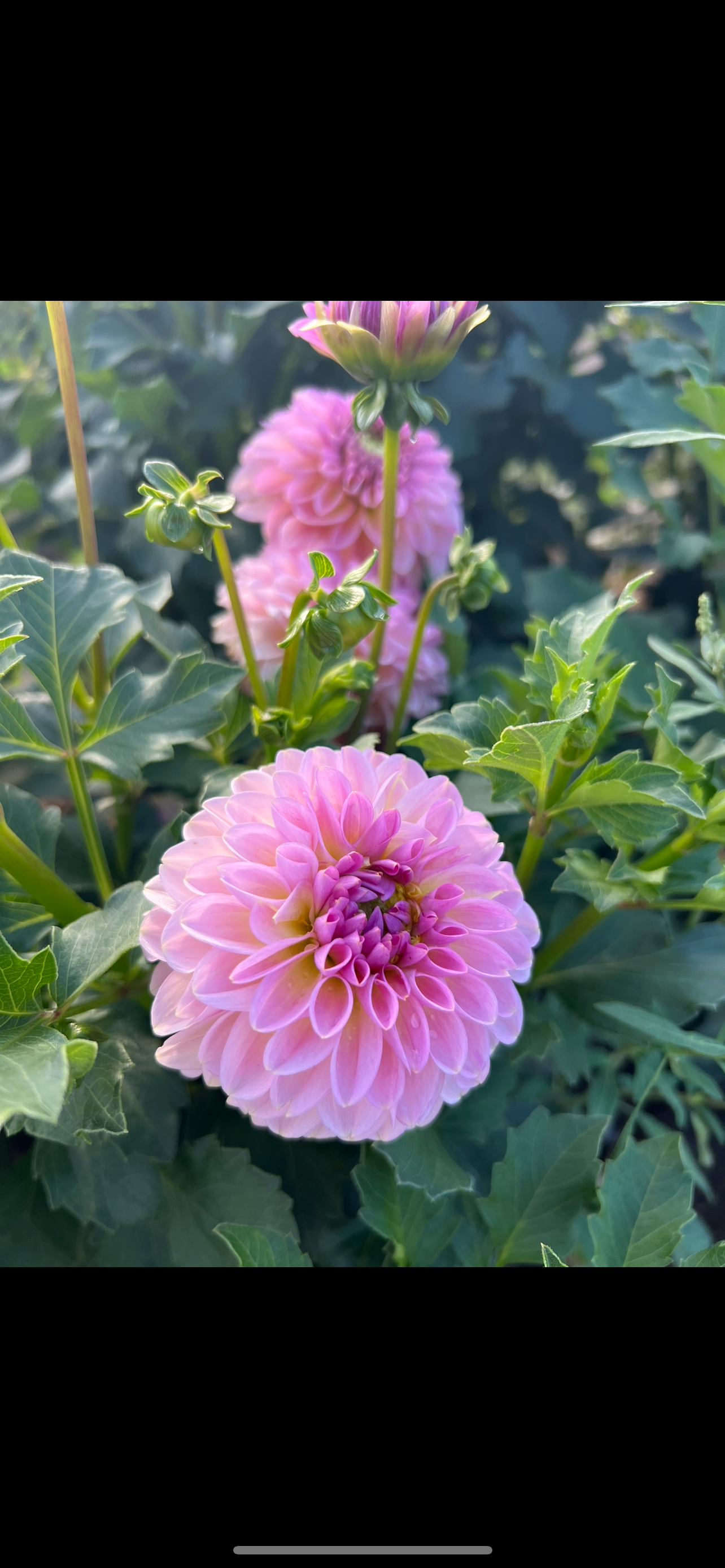 CUPCAKE- Rooted Cutting