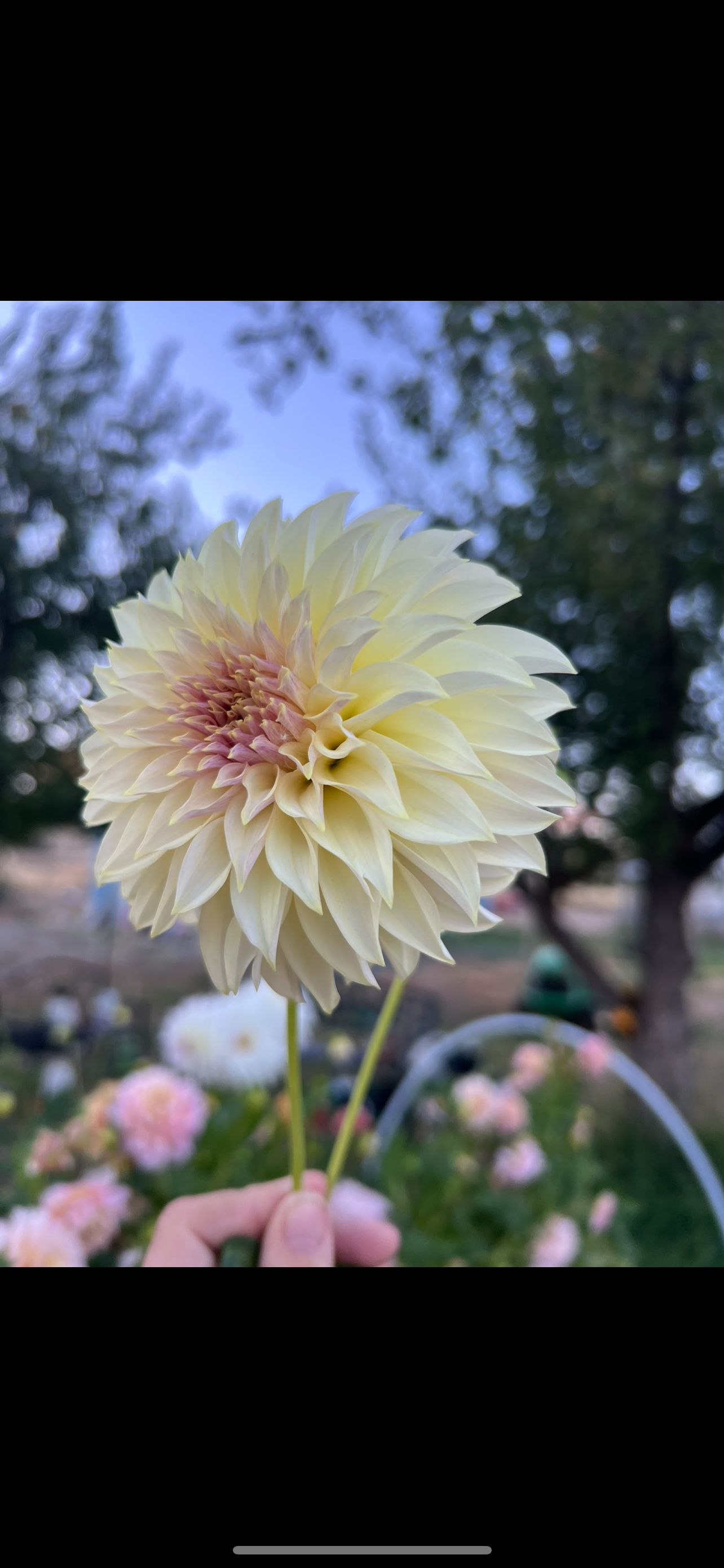 CHAMPAGNE - Rooted Cutting