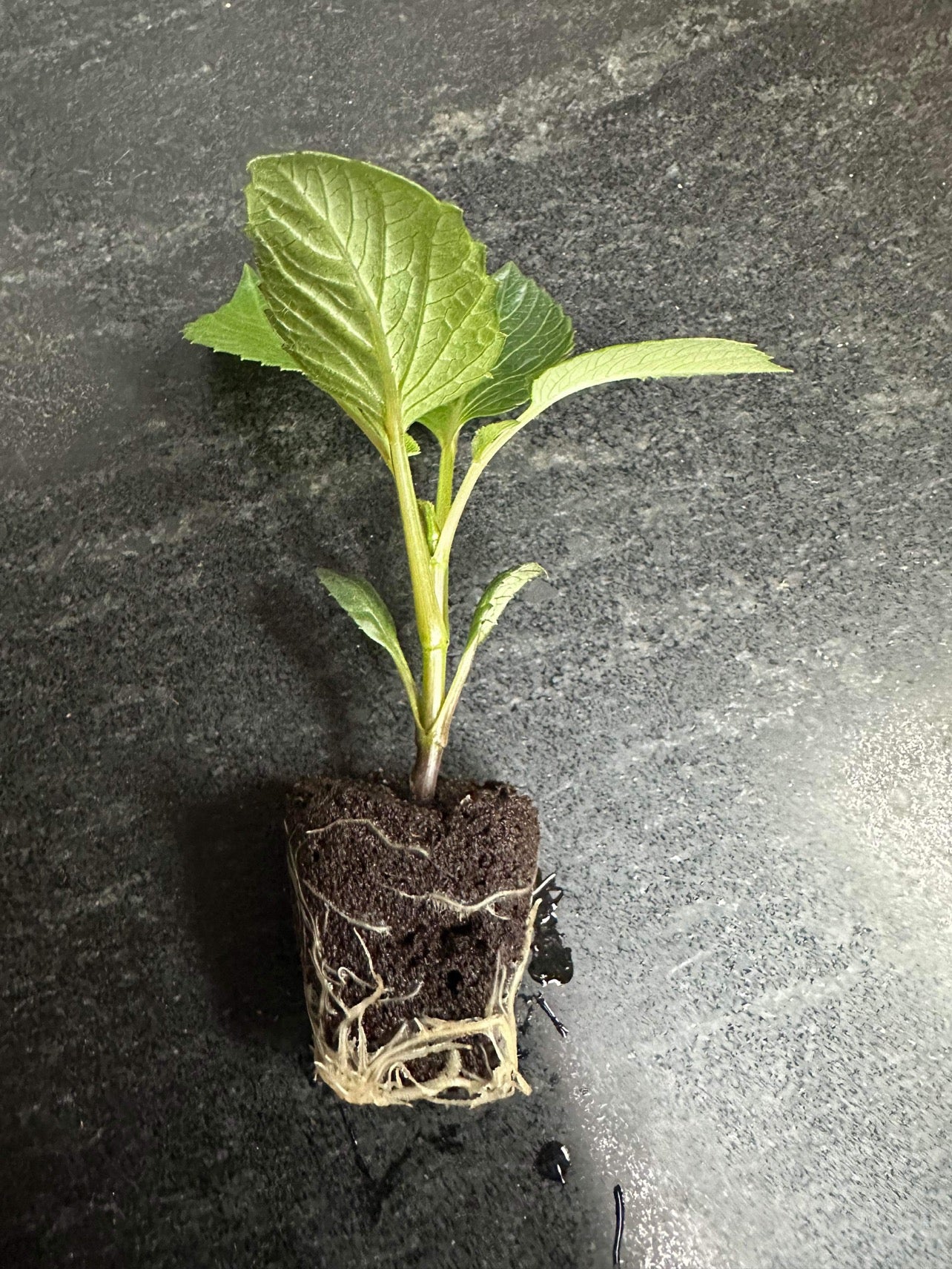 ROOTED DAHLIA CUTTINGS