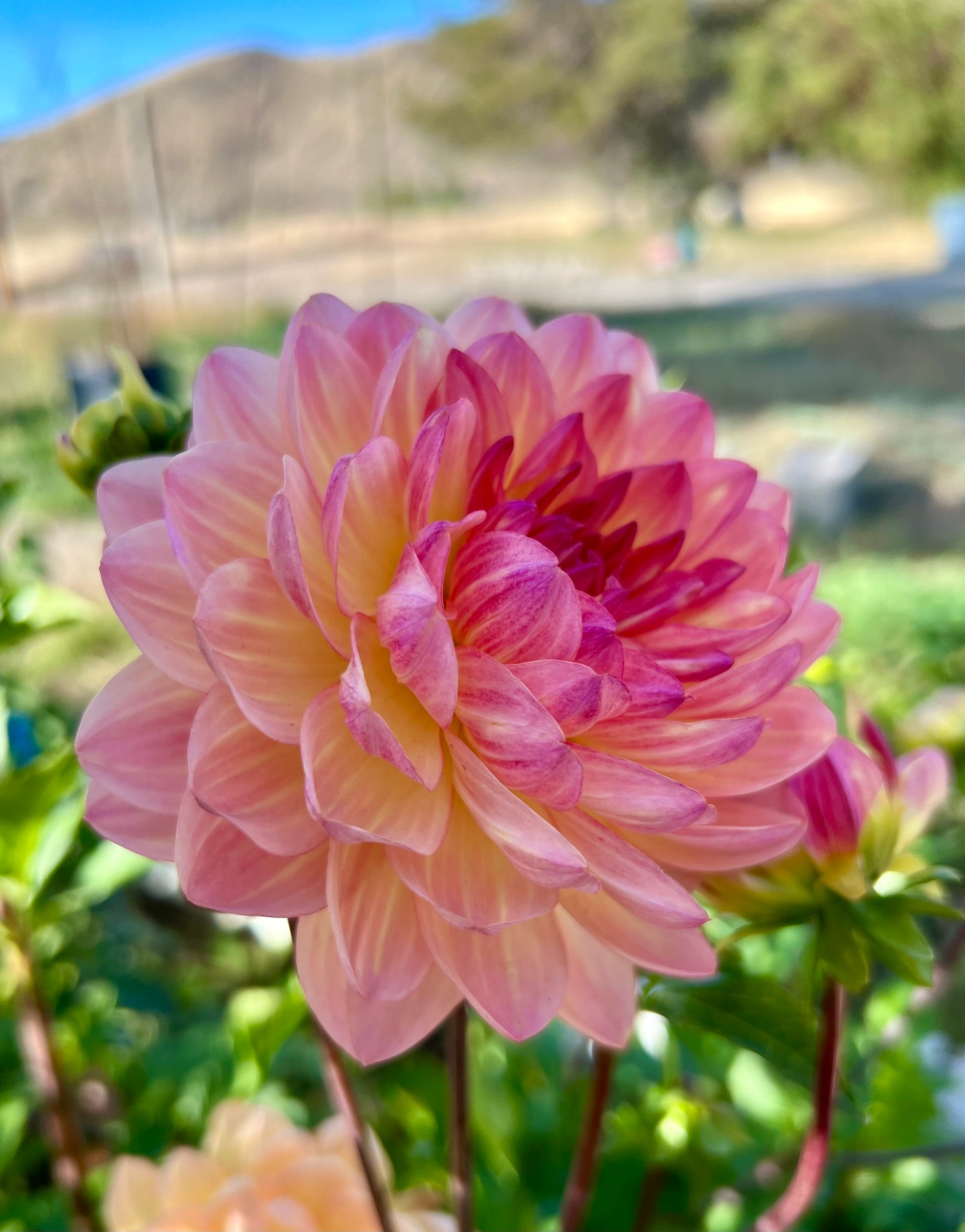 SANDIA BLISS - Rooted Cutting