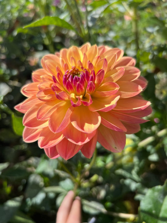 MAKS BETTY LYNN - 84