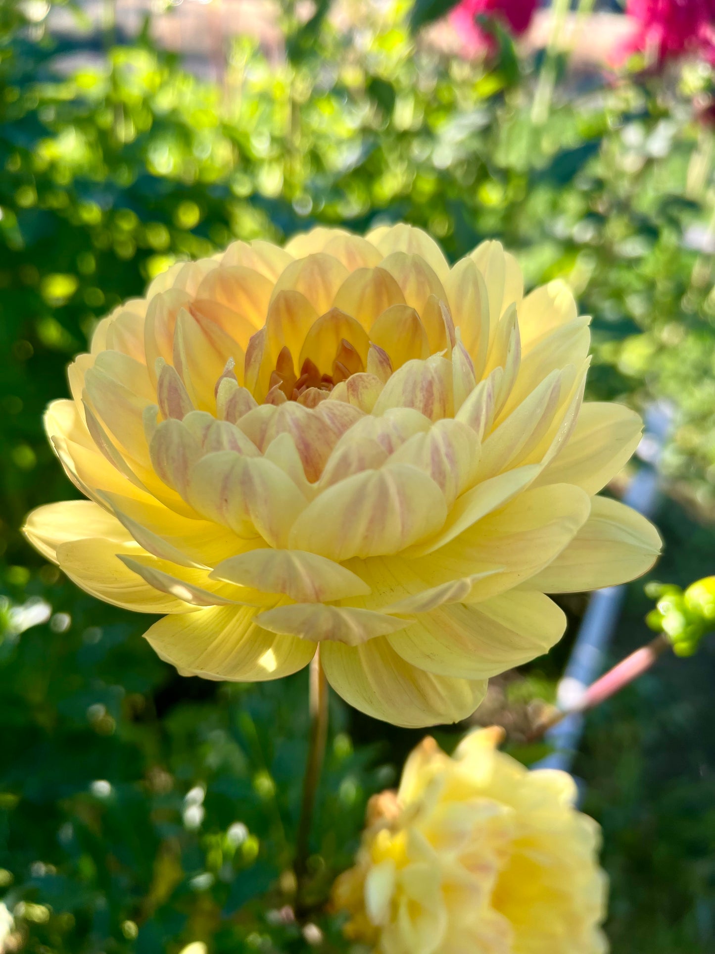 SANDIA GOLD - Rooted Cutting