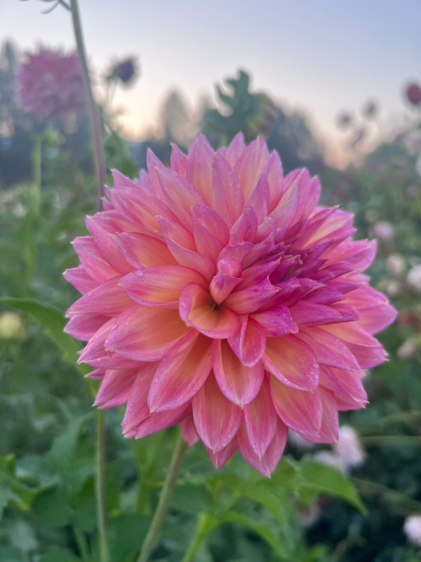 LUCKY LOLA - Rooted Cutting